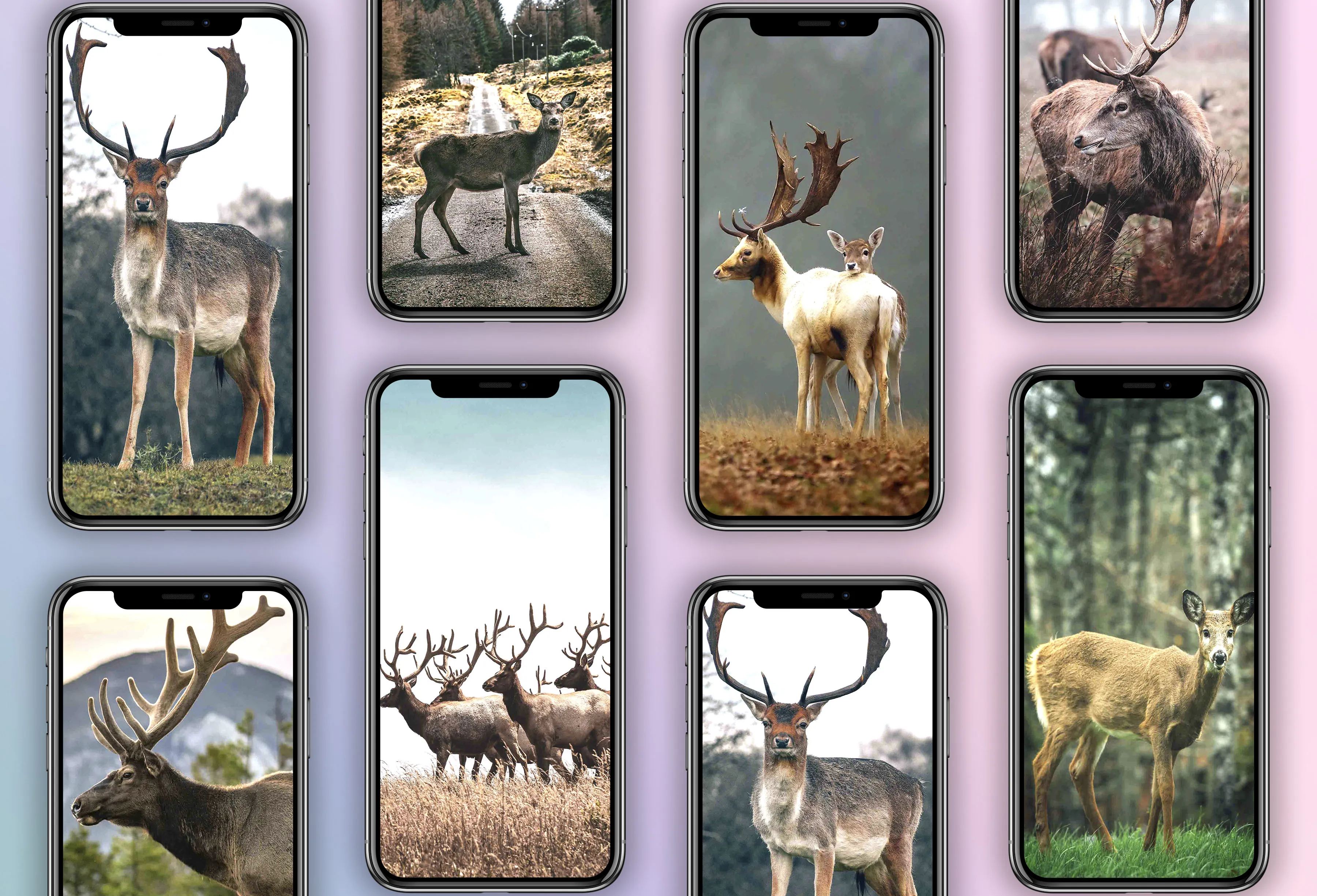 Deer Wallpapers | Indus Appstore | Screenshot