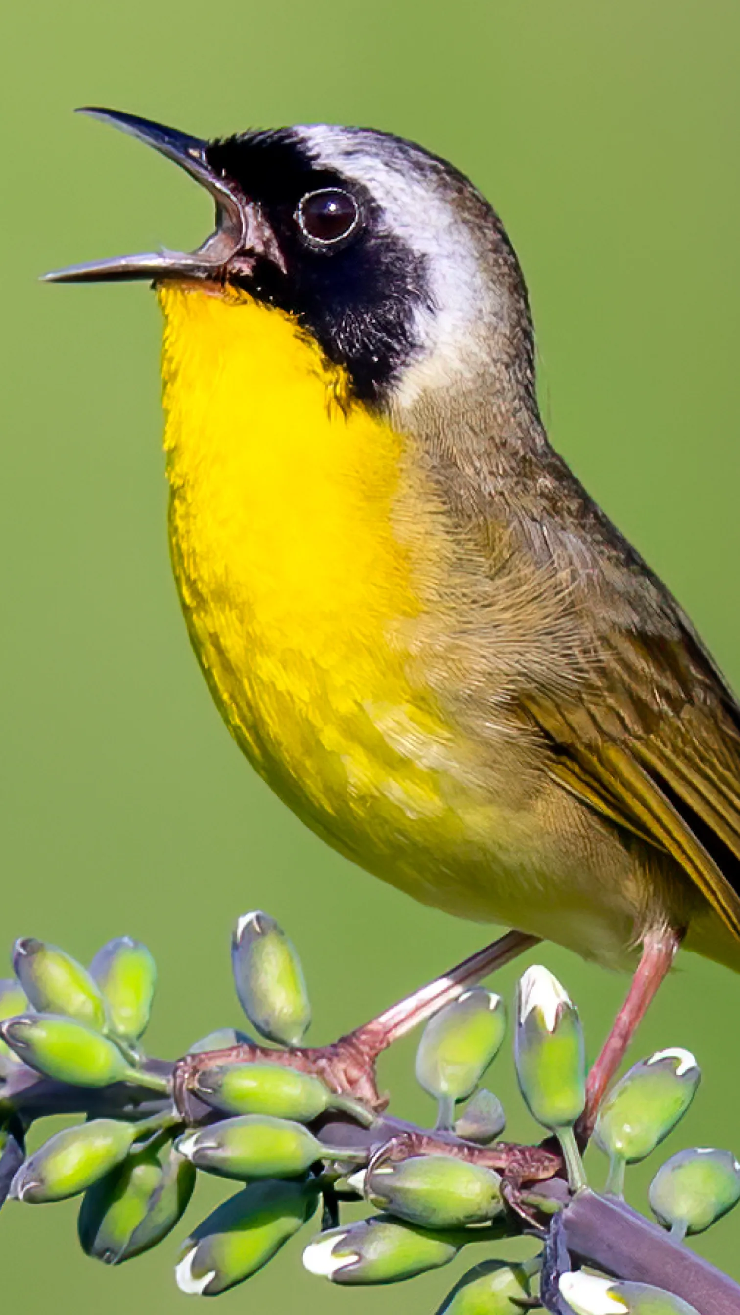 Merlin Bird ID by Cornell Lab | Indus Appstore | Screenshot
