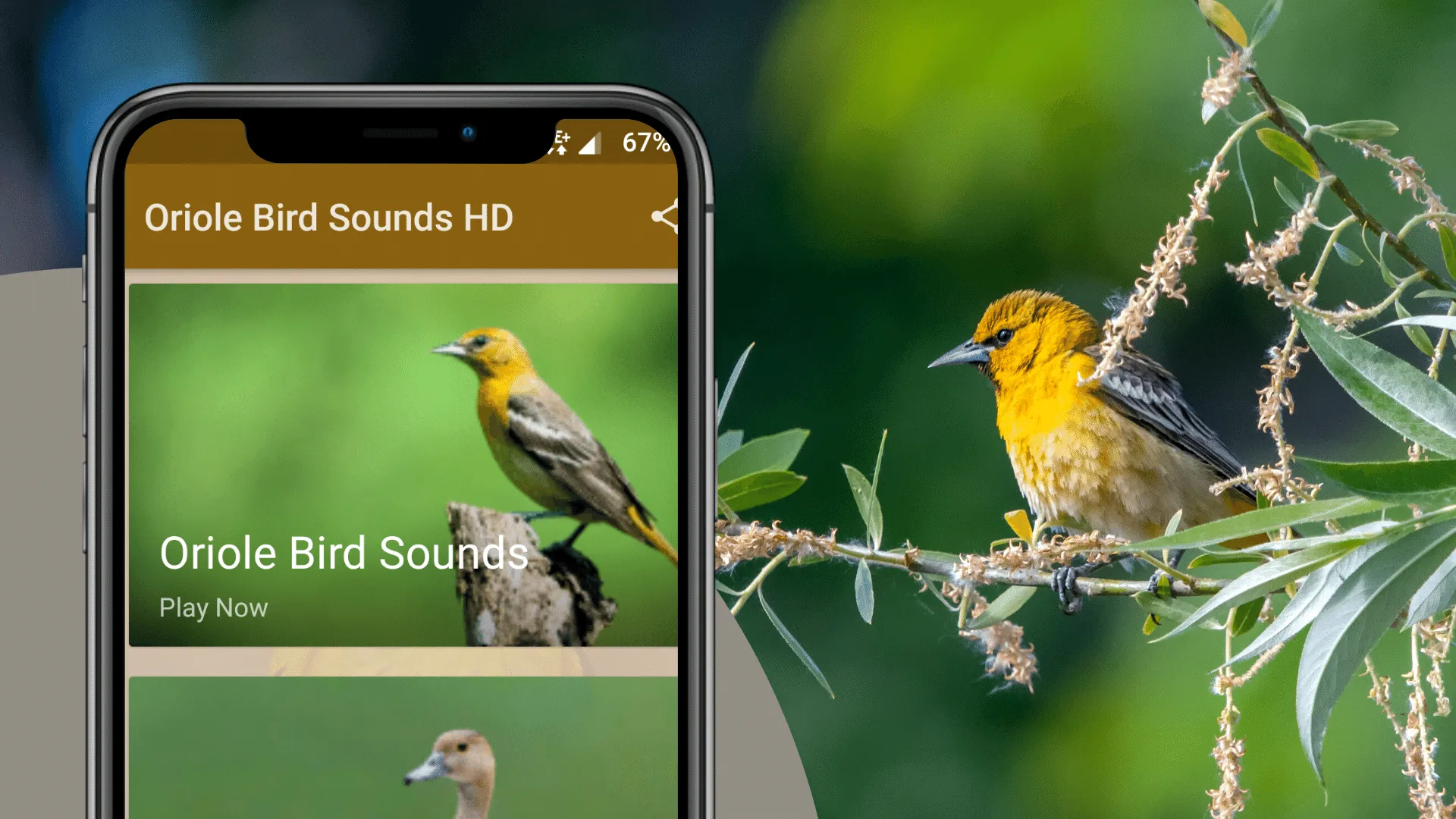 Oriole Bird Sounds | Indus Appstore | Screenshot