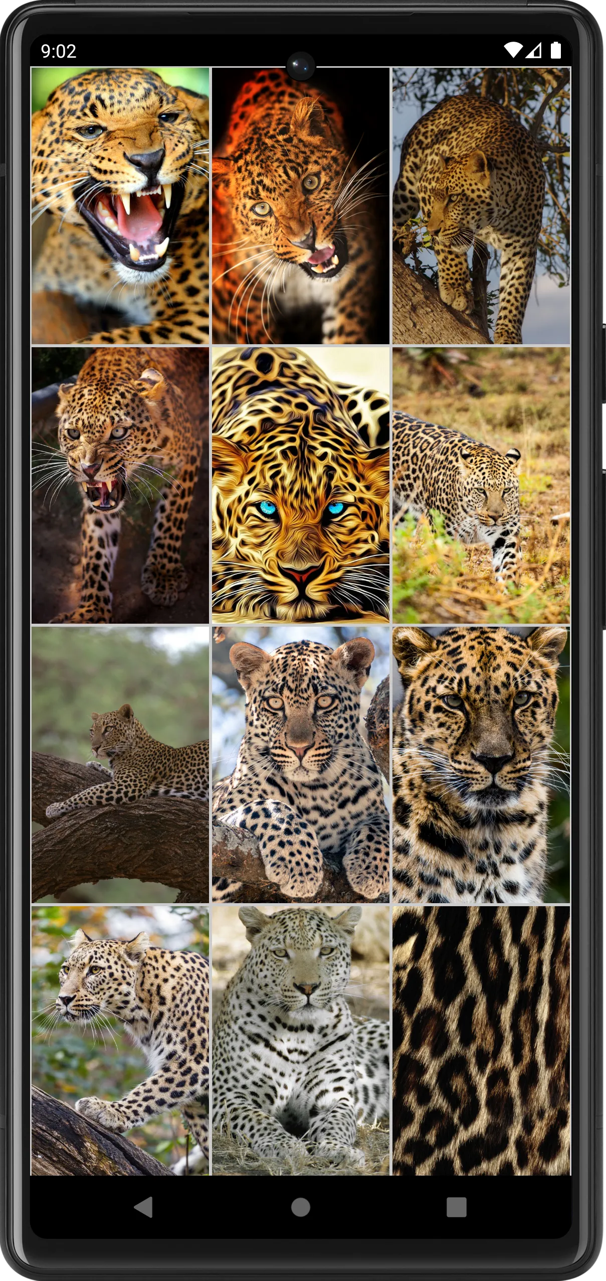 Leopard Wallpapers | Indus Appstore | Screenshot