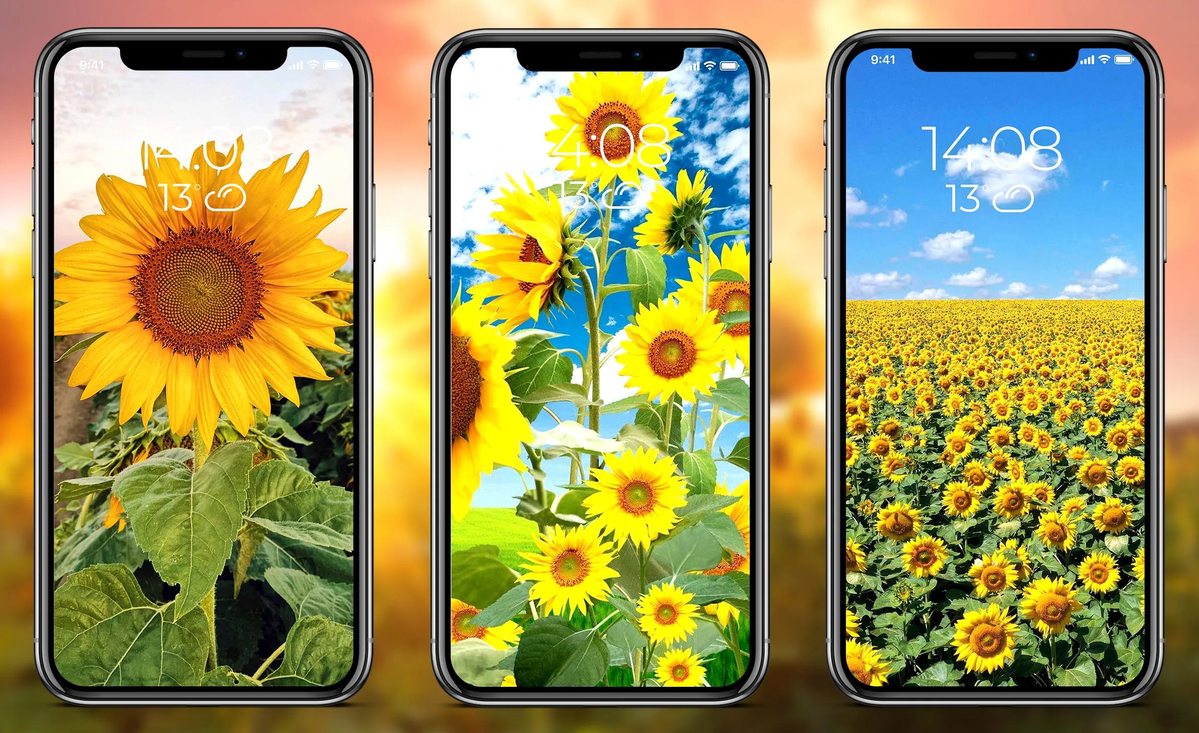 Sunflower Wallpapers | Indus Appstore | Screenshot