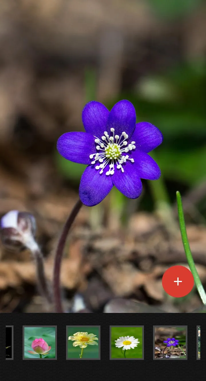 Flowers Wallpaper | Indus Appstore | Screenshot