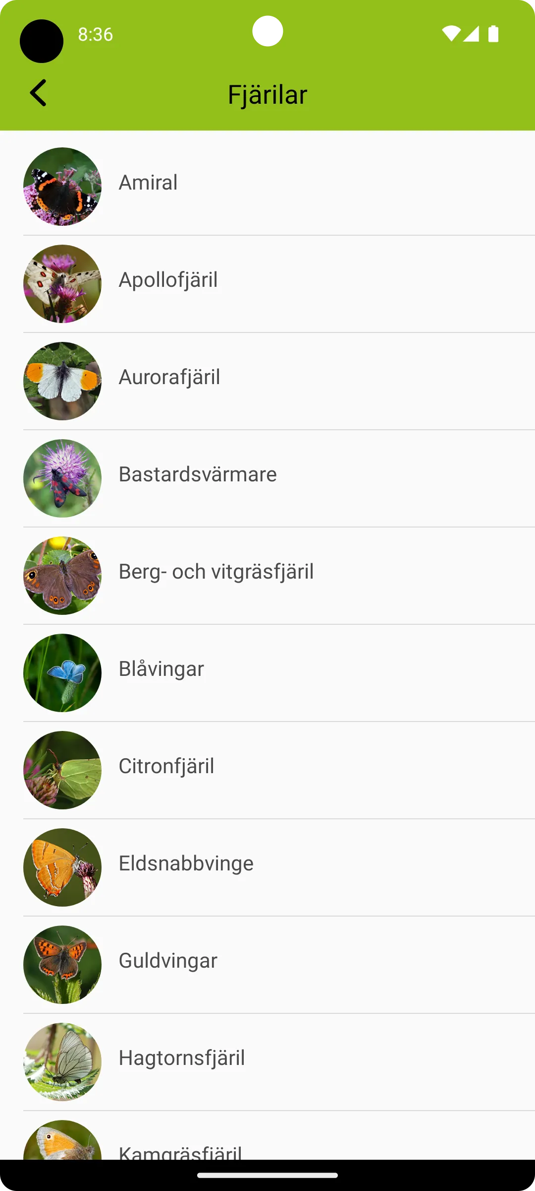 Fjärilar | Indus Appstore | Screenshot