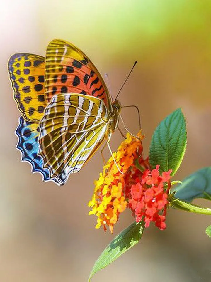 Butterfly Jigsaw Puzzles | Indus Appstore | Screenshot