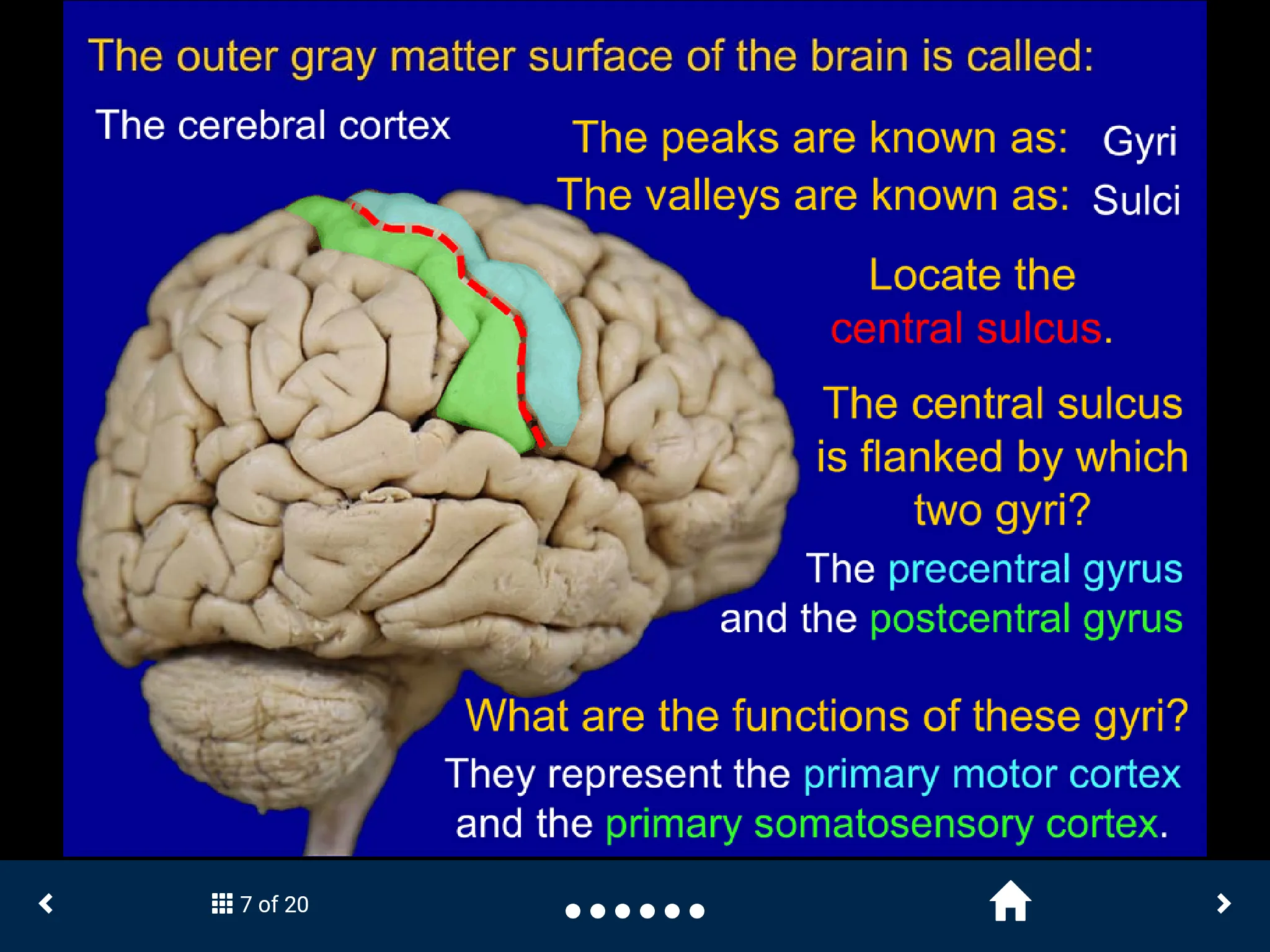 Neuroanatomy - SecondLook | Indus Appstore | Screenshot