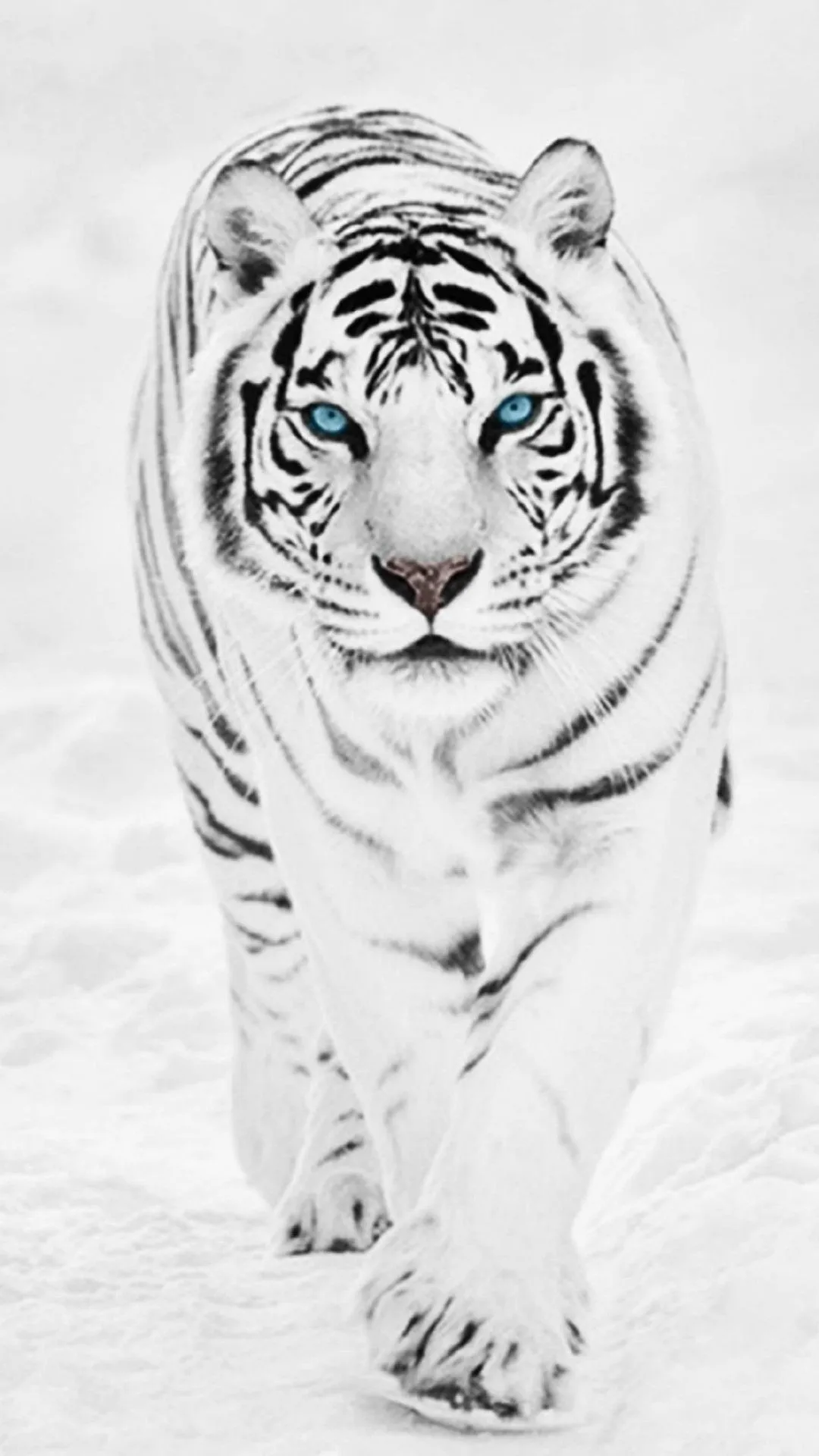 Tiger Wallpaper | Indus Appstore | Screenshot