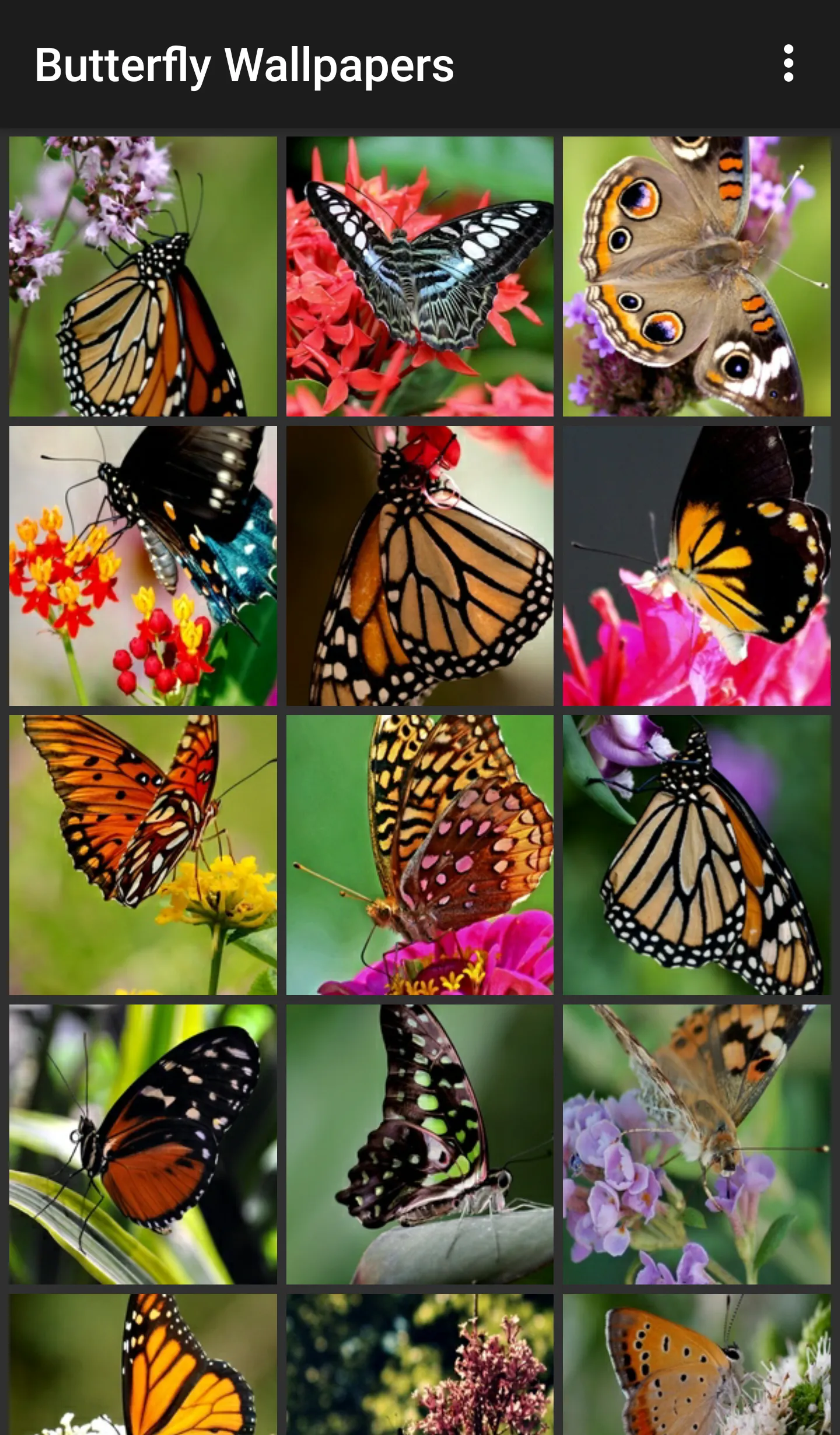 Butterfly Wallpapers | Indus Appstore | Screenshot