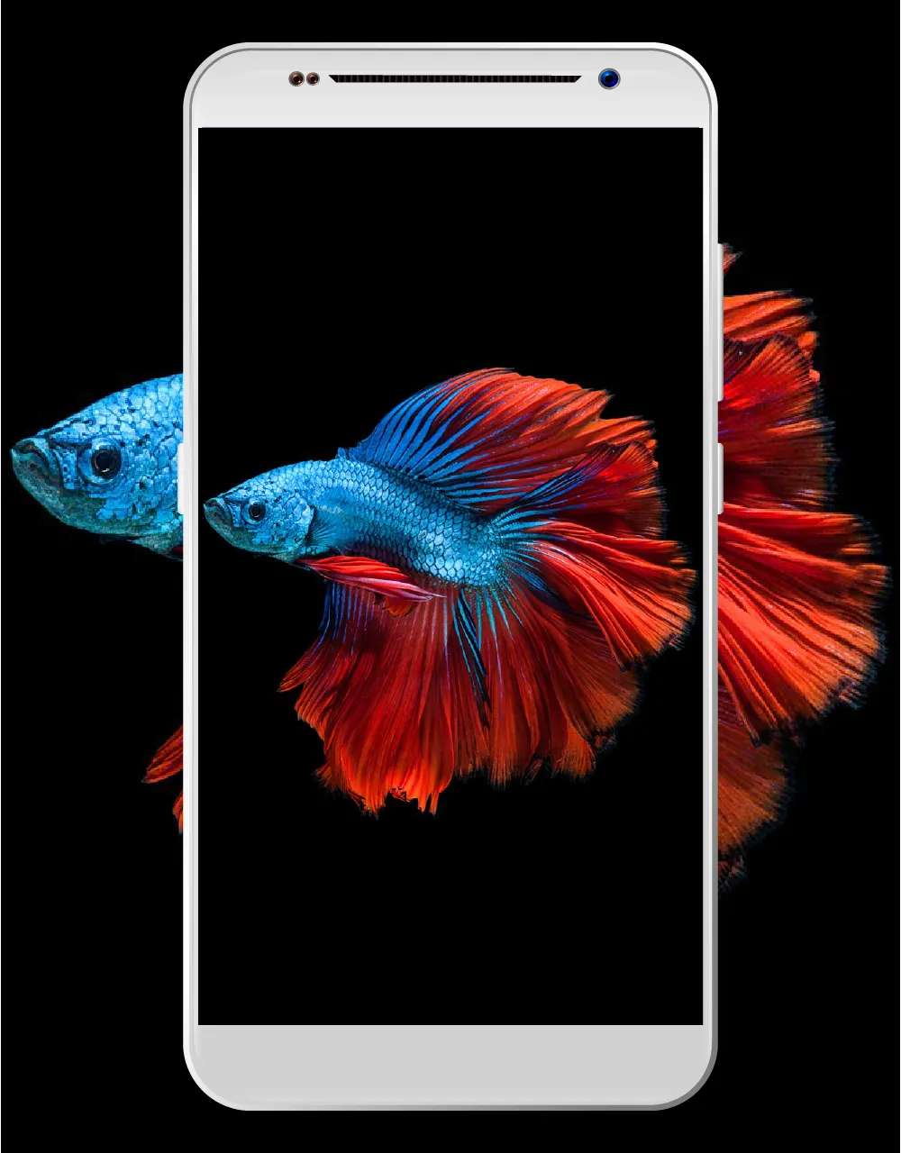 betta fish wallpapers HD - 4K | Indus Appstore | Screenshot