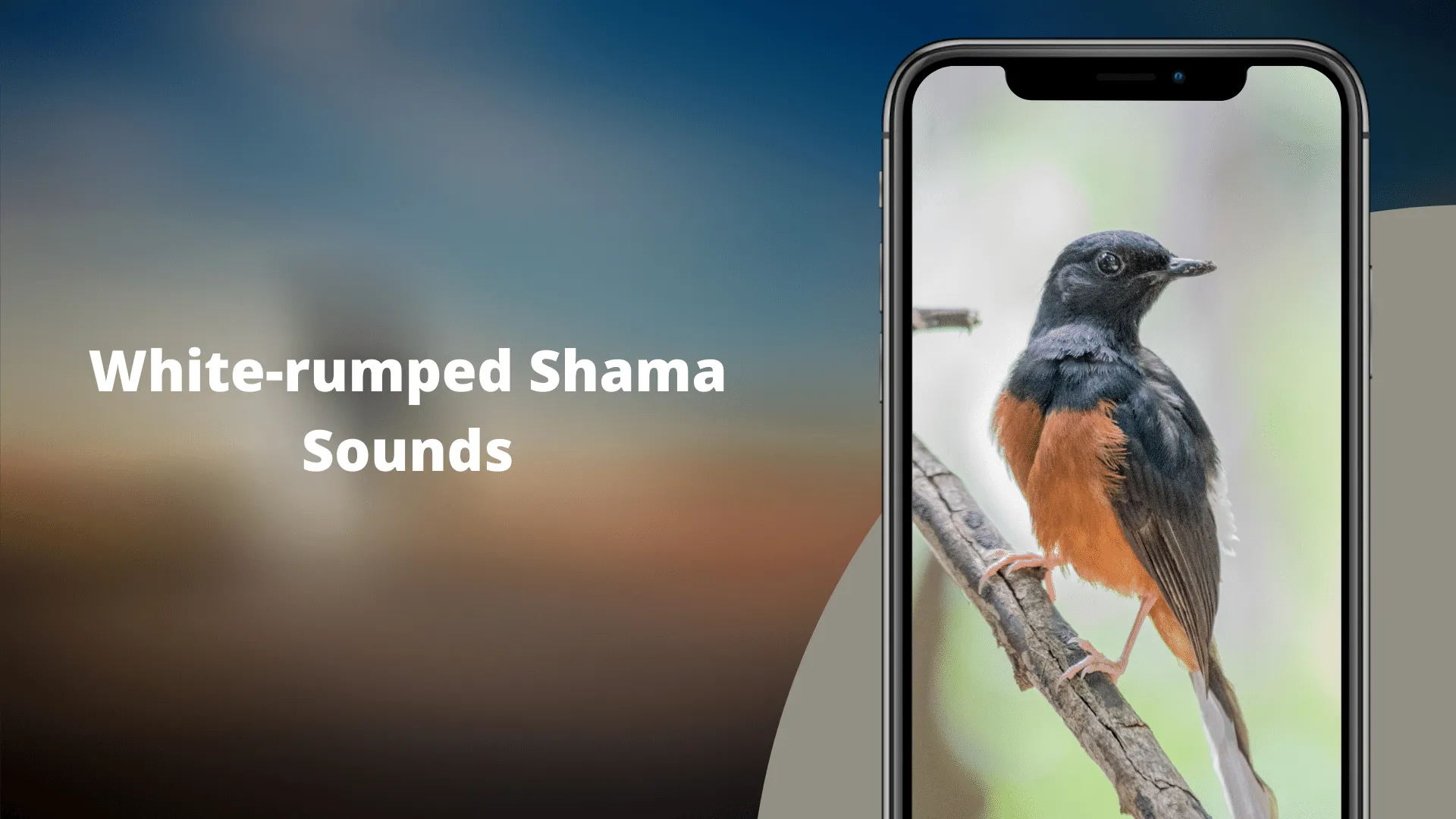 White-rumped Shama Sounds | Indus Appstore | Screenshot