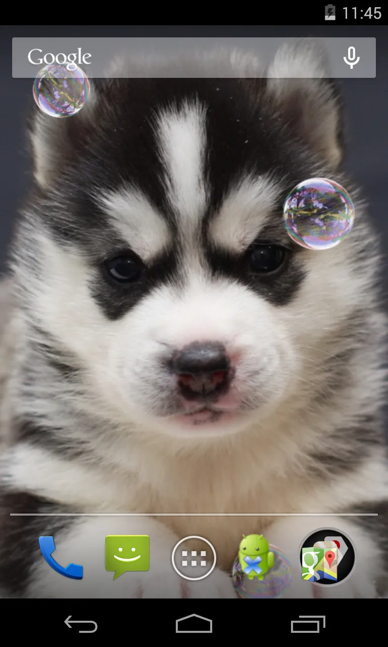 Husky puppies Live Wallpaper | Indus Appstore | Screenshot