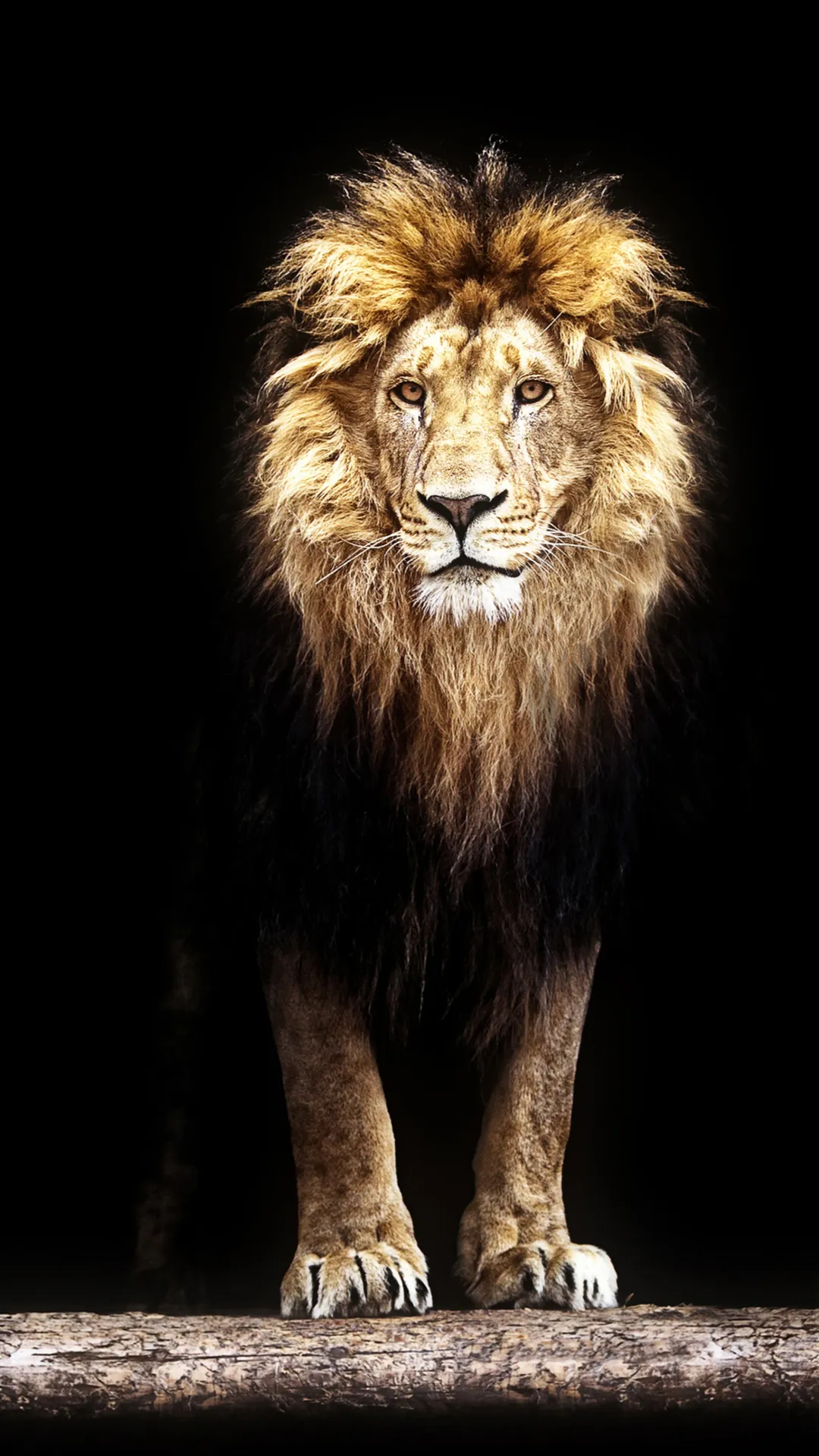 Lion Wallpapers HD | Indus Appstore | Screenshot