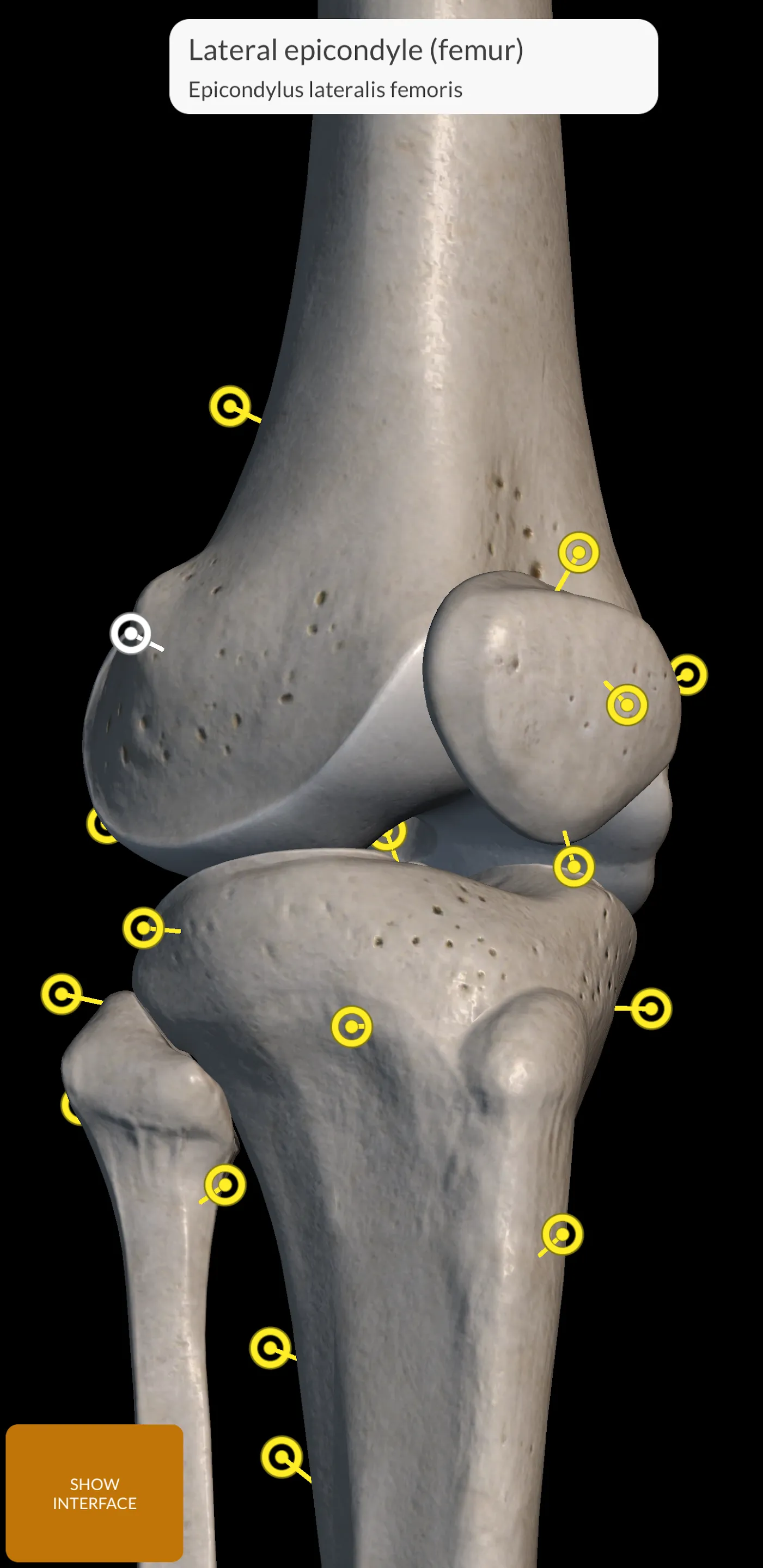 Skeleton | 3D Anatomy | Indus Appstore | Screenshot