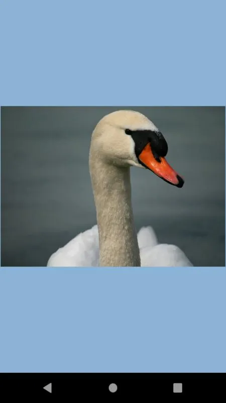 Swan water bird wallpaper | Indus Appstore | Screenshot