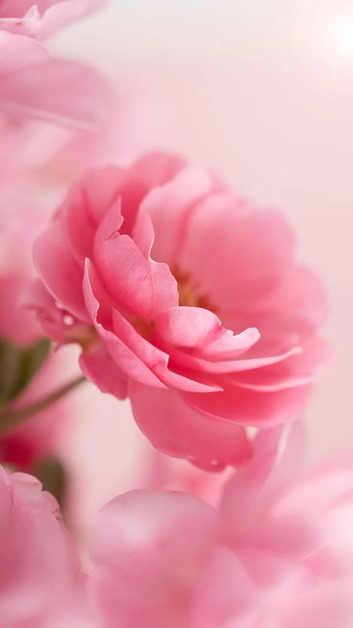 Pink Roses Live Wallpaper | Indus Appstore | Screenshot