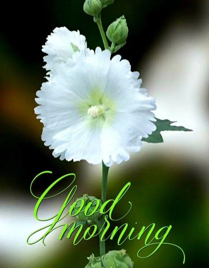 Good Morning Images 2024 | Indus Appstore | Screenshot