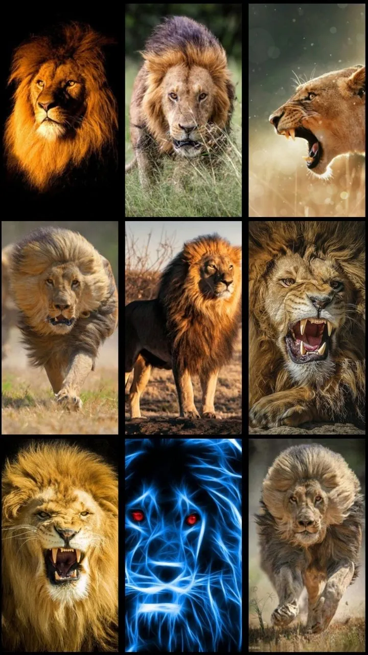 Lion Wallpaper | Indus Appstore | Screenshot