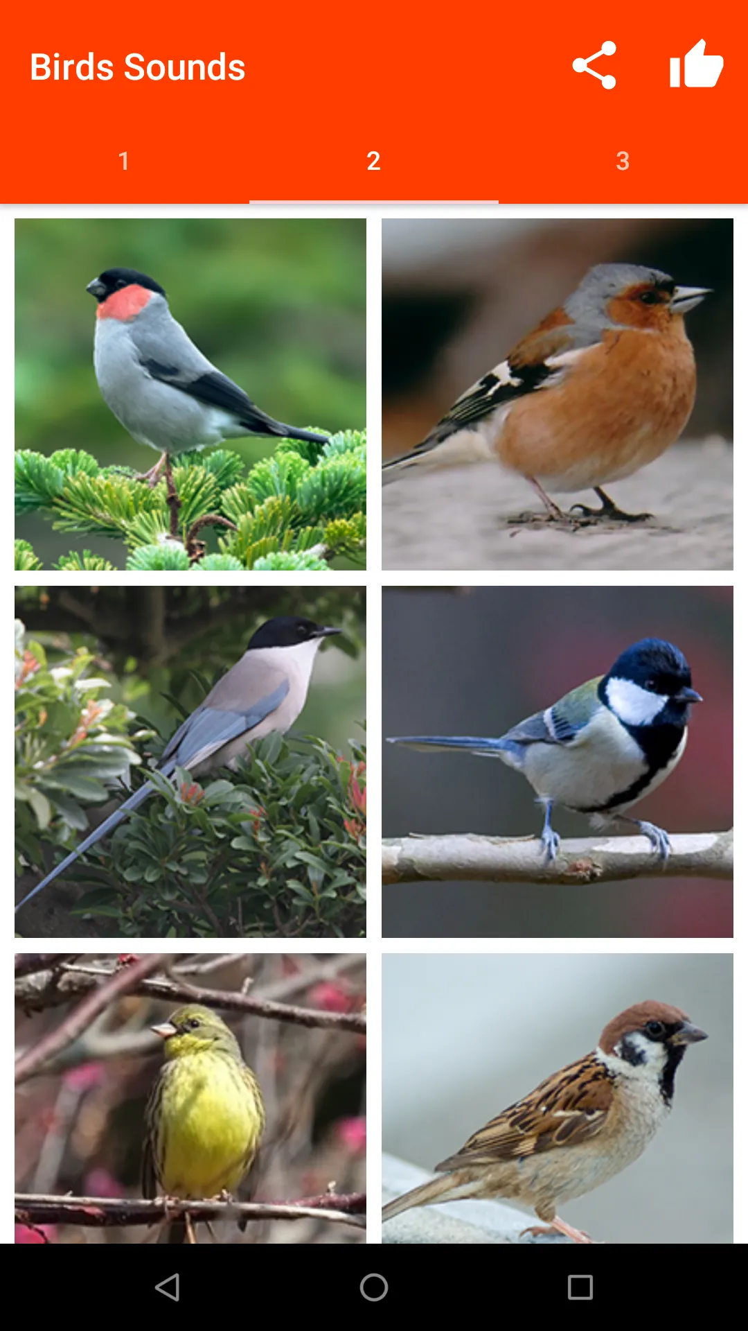 Birds Sounds for Bird | Indus Appstore | Screenshot