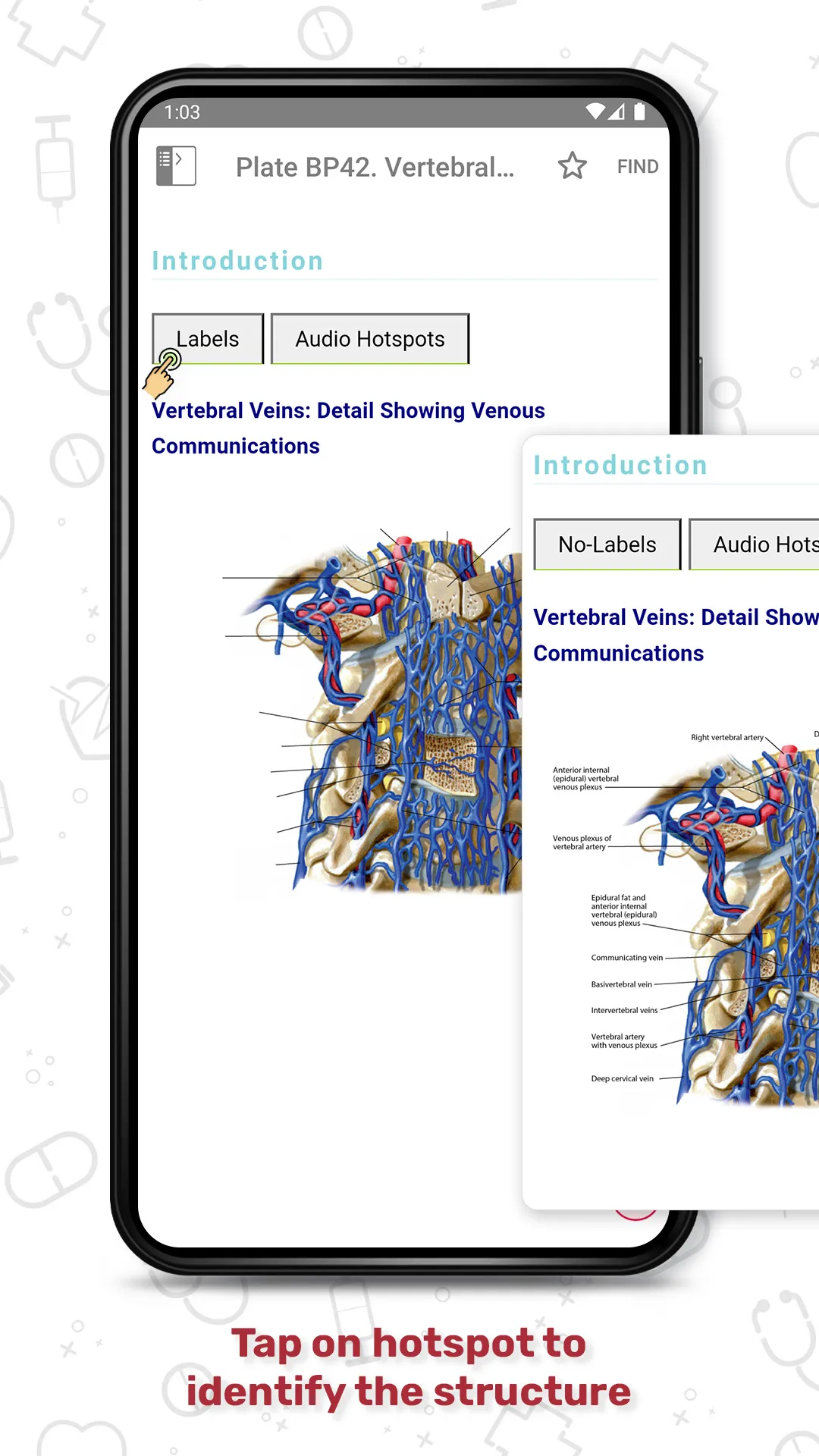 Human Anatomy Atlas | Indus Appstore | Screenshot