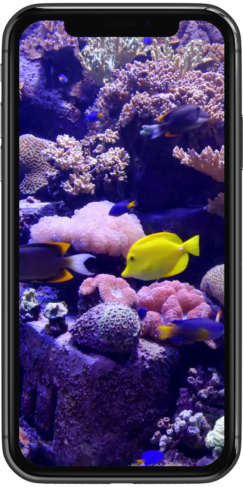 Real Aquarium Live Wallpaper | Indus Appstore | Screenshot