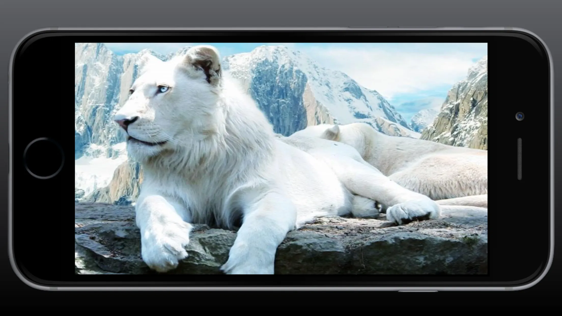 Lion Wallpaper | Indus Appstore | Screenshot