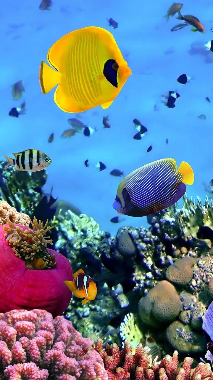 Ocean Fish Live Wallpaper | Indus Appstore | Screenshot