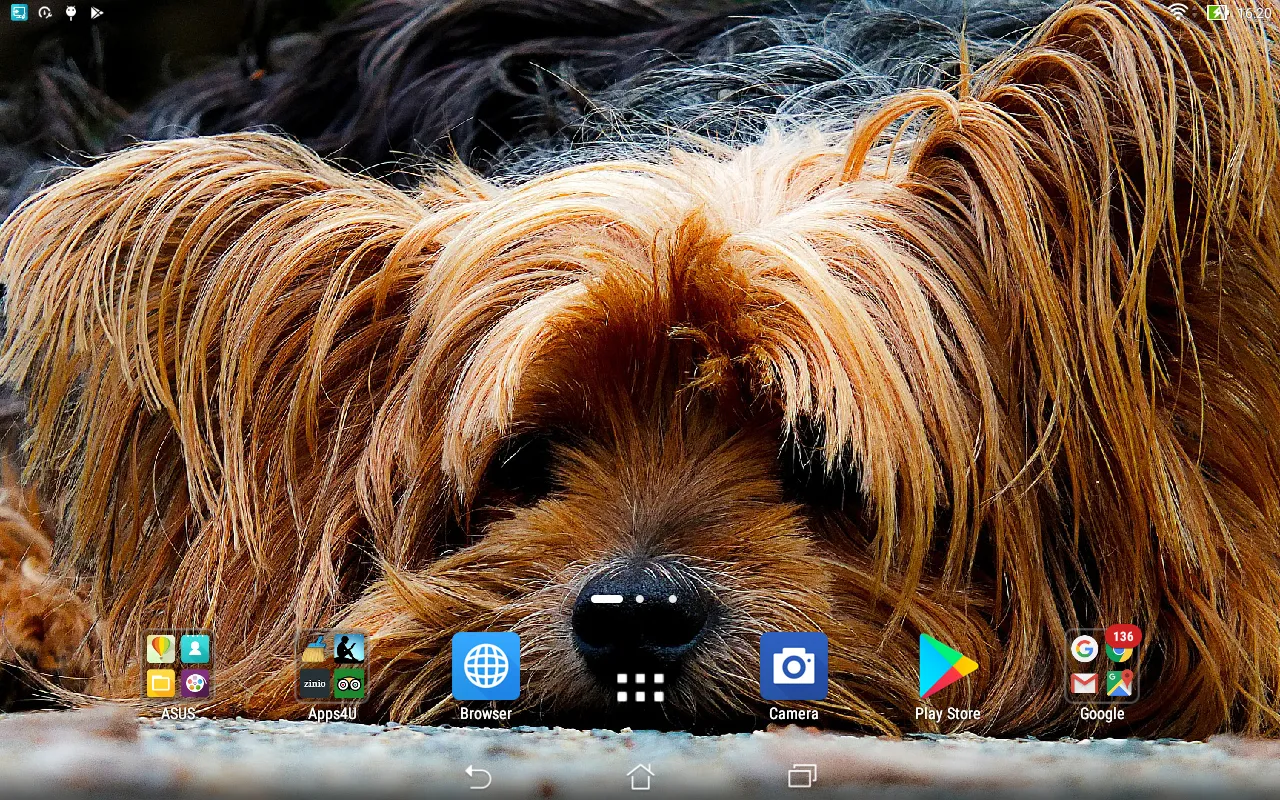 Yorkshire Terrier live wallpap | Indus Appstore | Screenshot