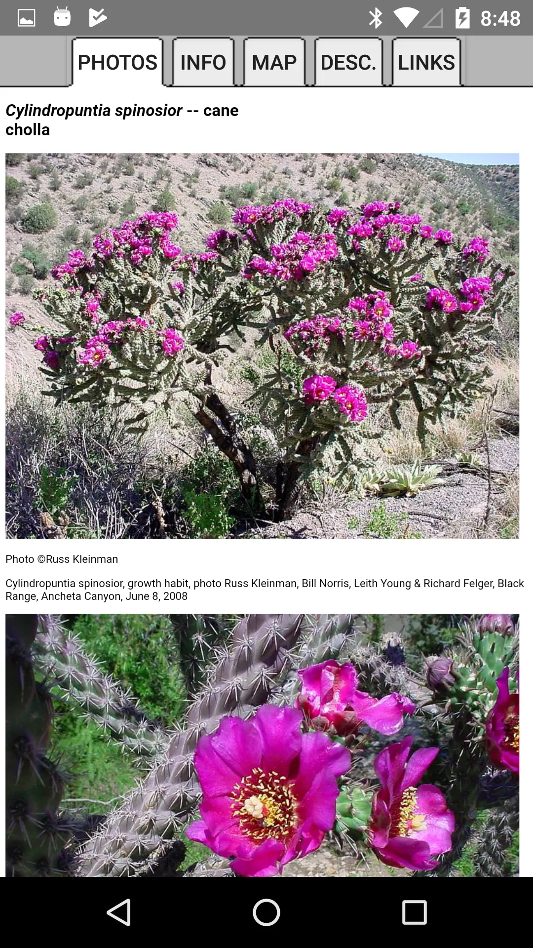 Northern Mexico Wildflowers | Indus Appstore | Screenshot
