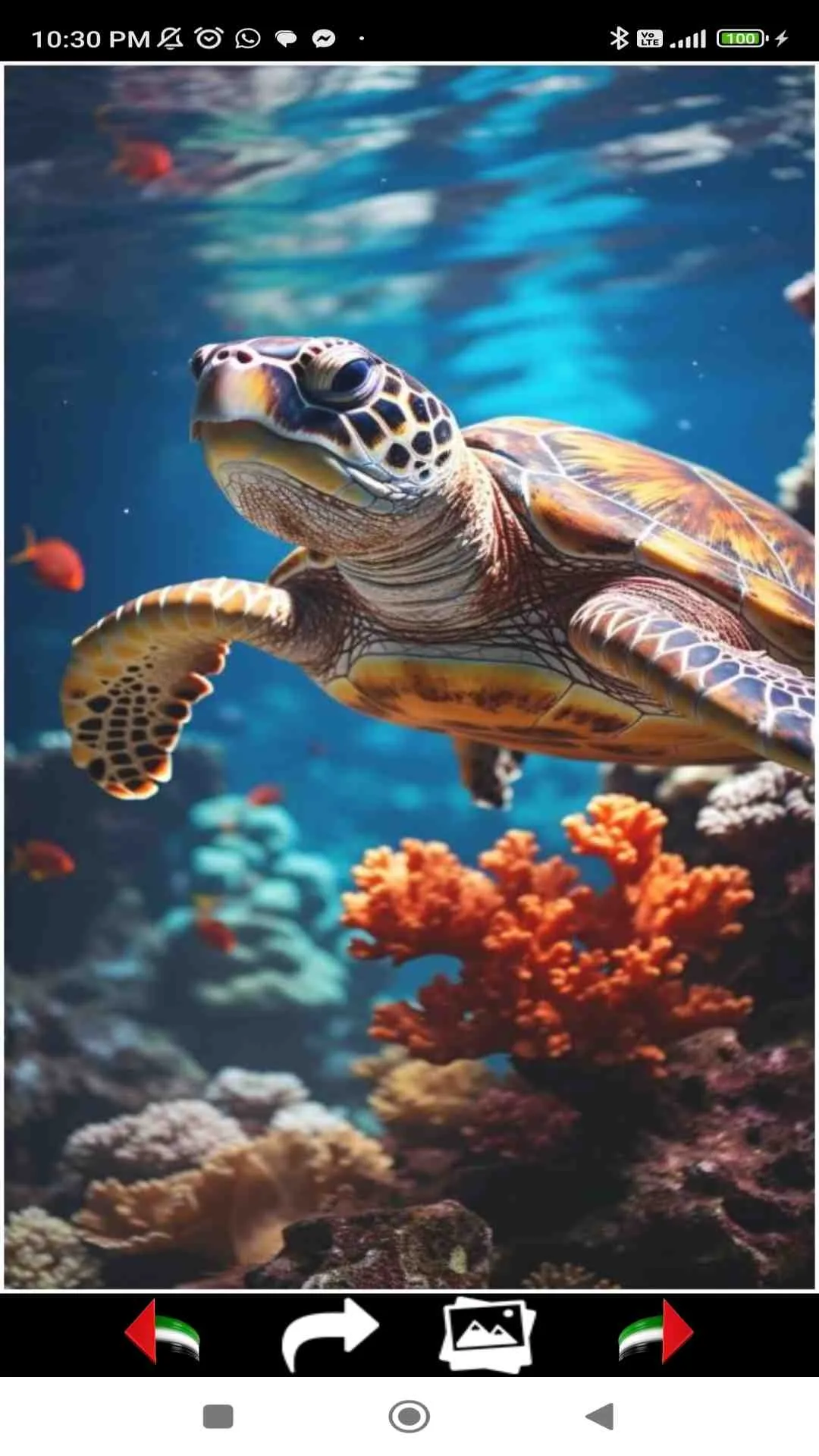 Sea Life Wallpapers | Indus Appstore | Screenshot