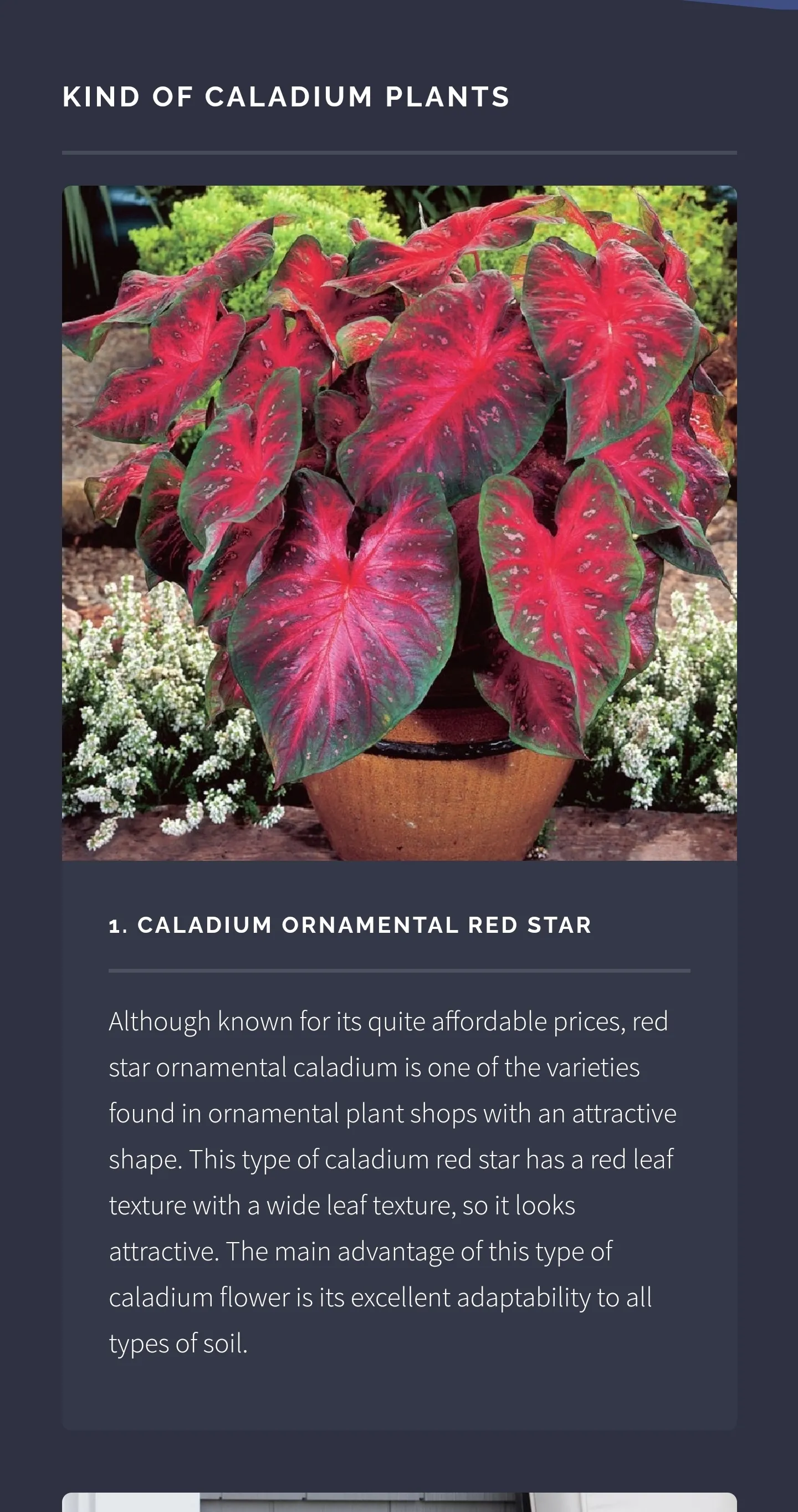 Caladium Ornamental Plant Guid | Indus Appstore | Screenshot