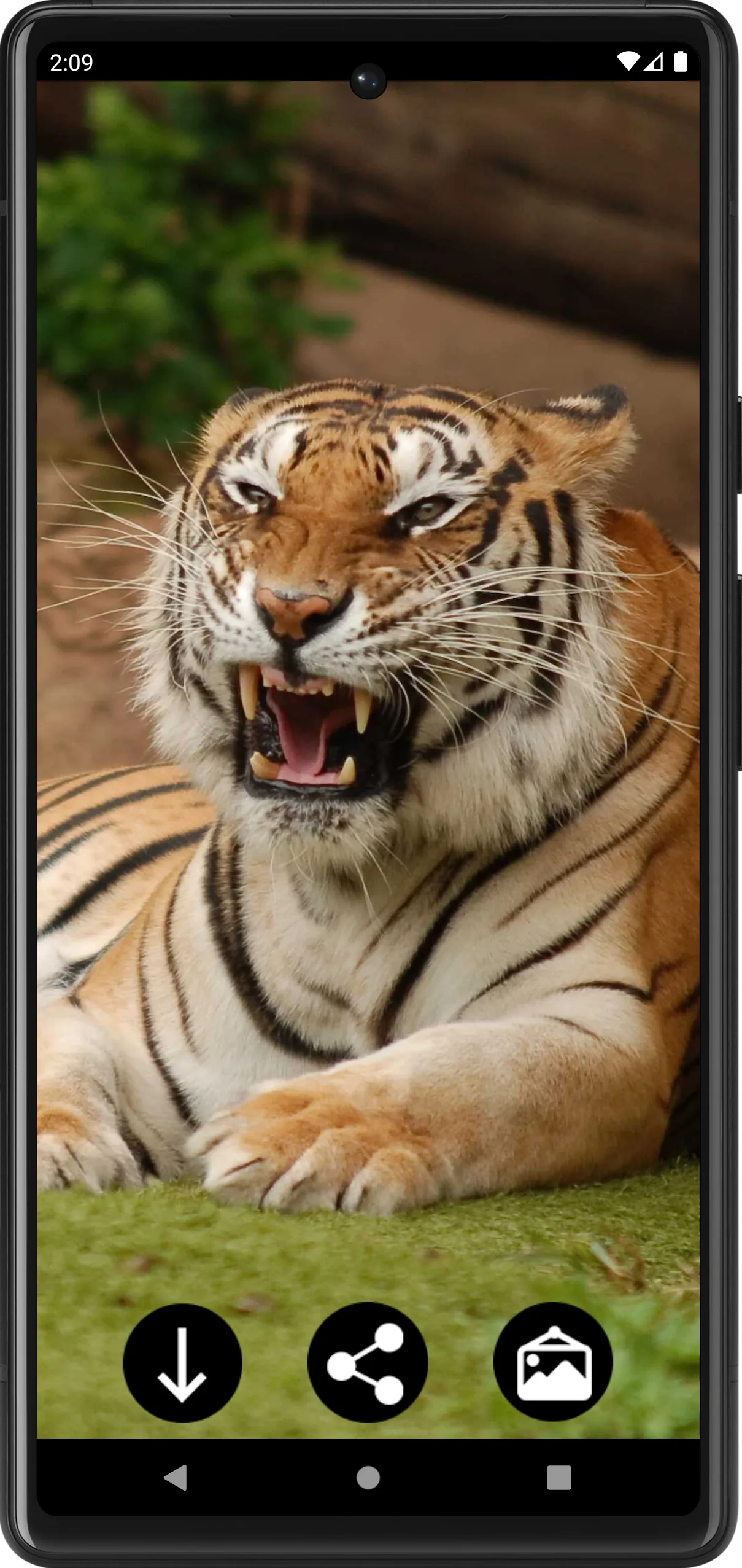 Tiger Wallpapers | Cool tigers | Indus Appstore | Screenshot