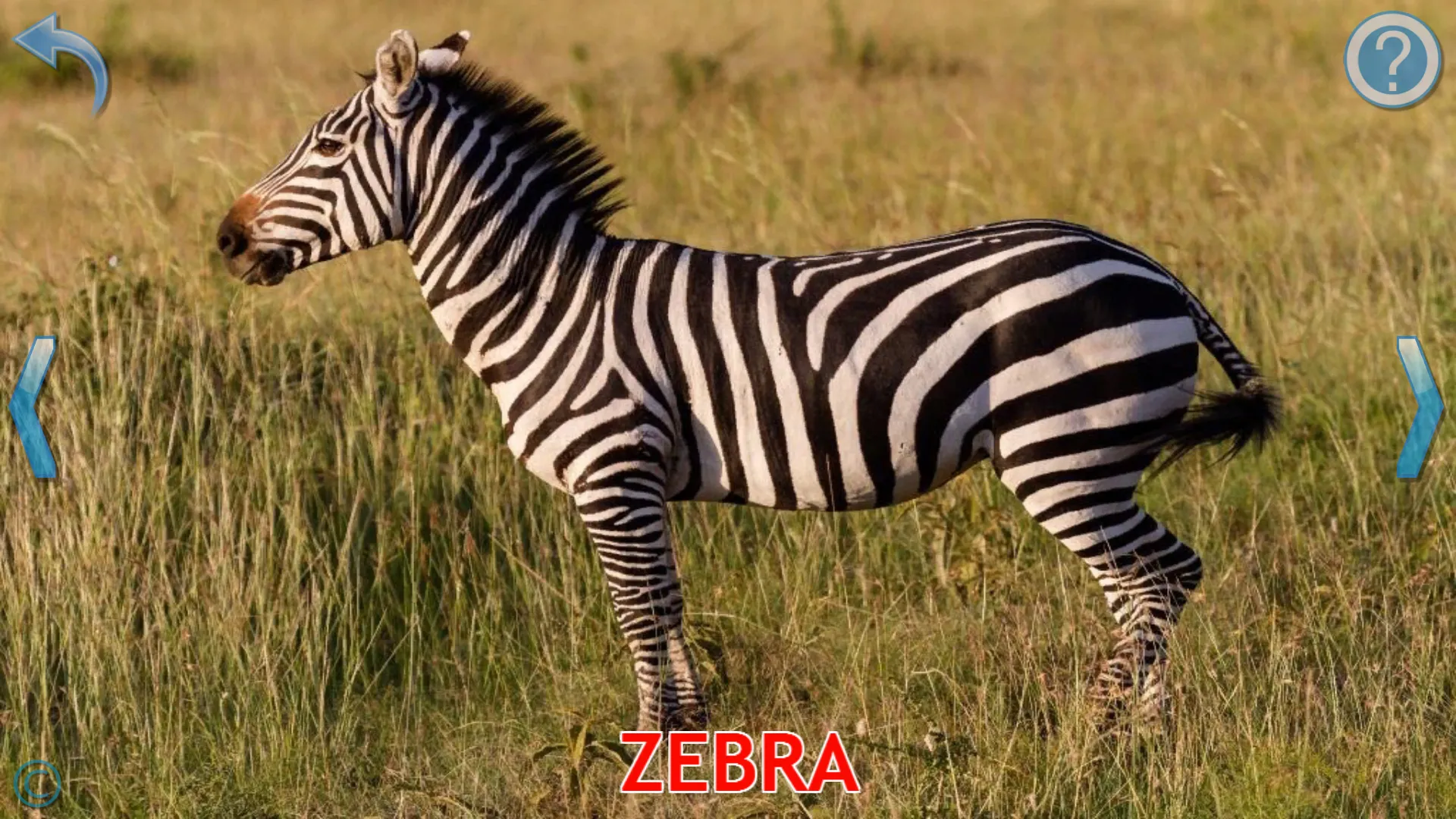 Animals for Kids | Indus Appstore | Screenshot