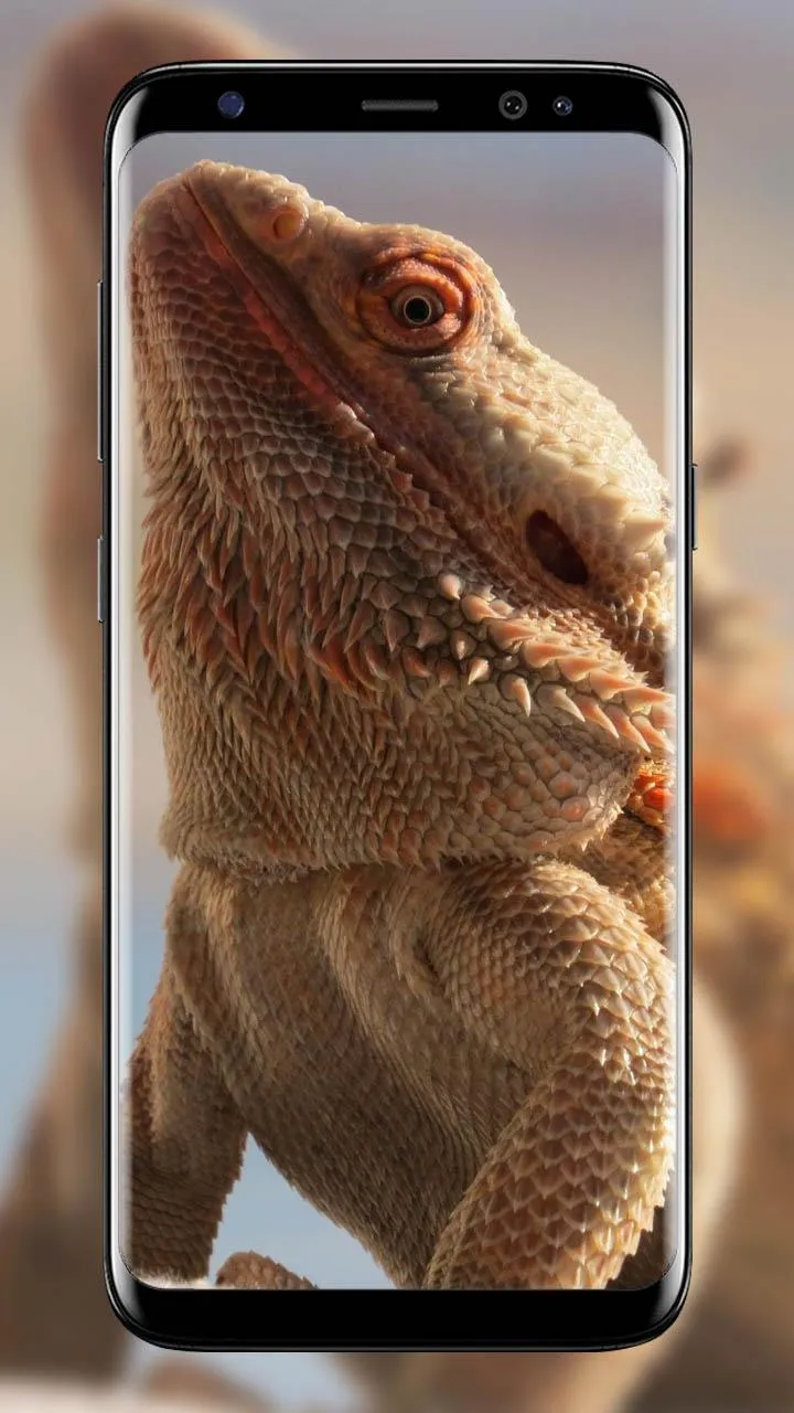 Chameleon wallpapers | Indus Appstore | Screenshot