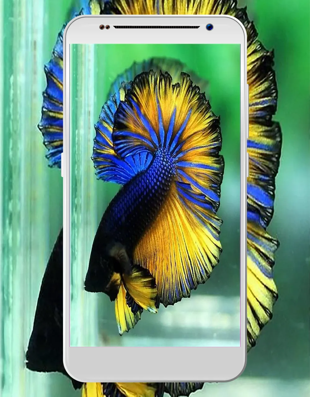 betta fish wallpapers HD - 4K | Indus Appstore | Screenshot