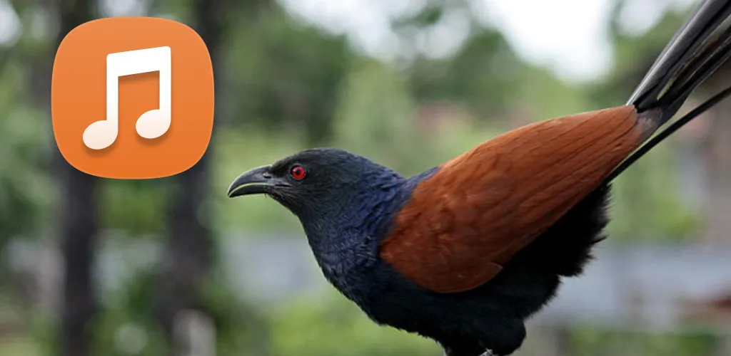 Greater Coucal Call Sounds | Indus Appstore | Screenshot