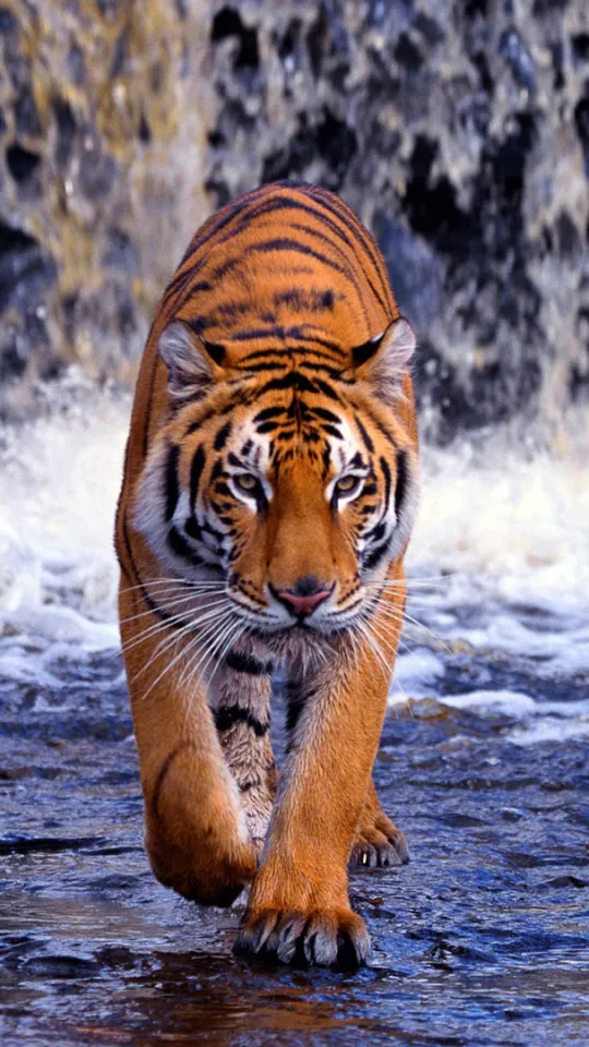 Tiger and Lion Wallpapers | Indus Appstore | Screenshot