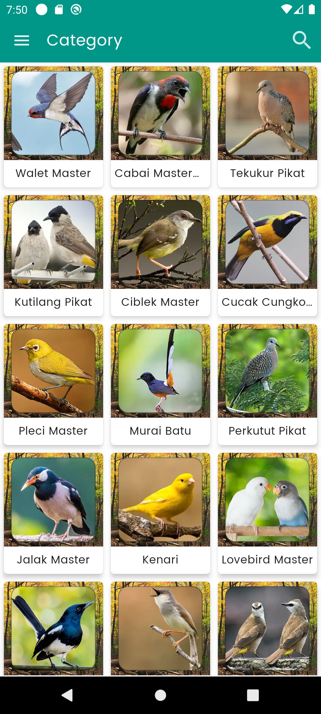 Suara Burung Murai Betina | Indus Appstore | Screenshot