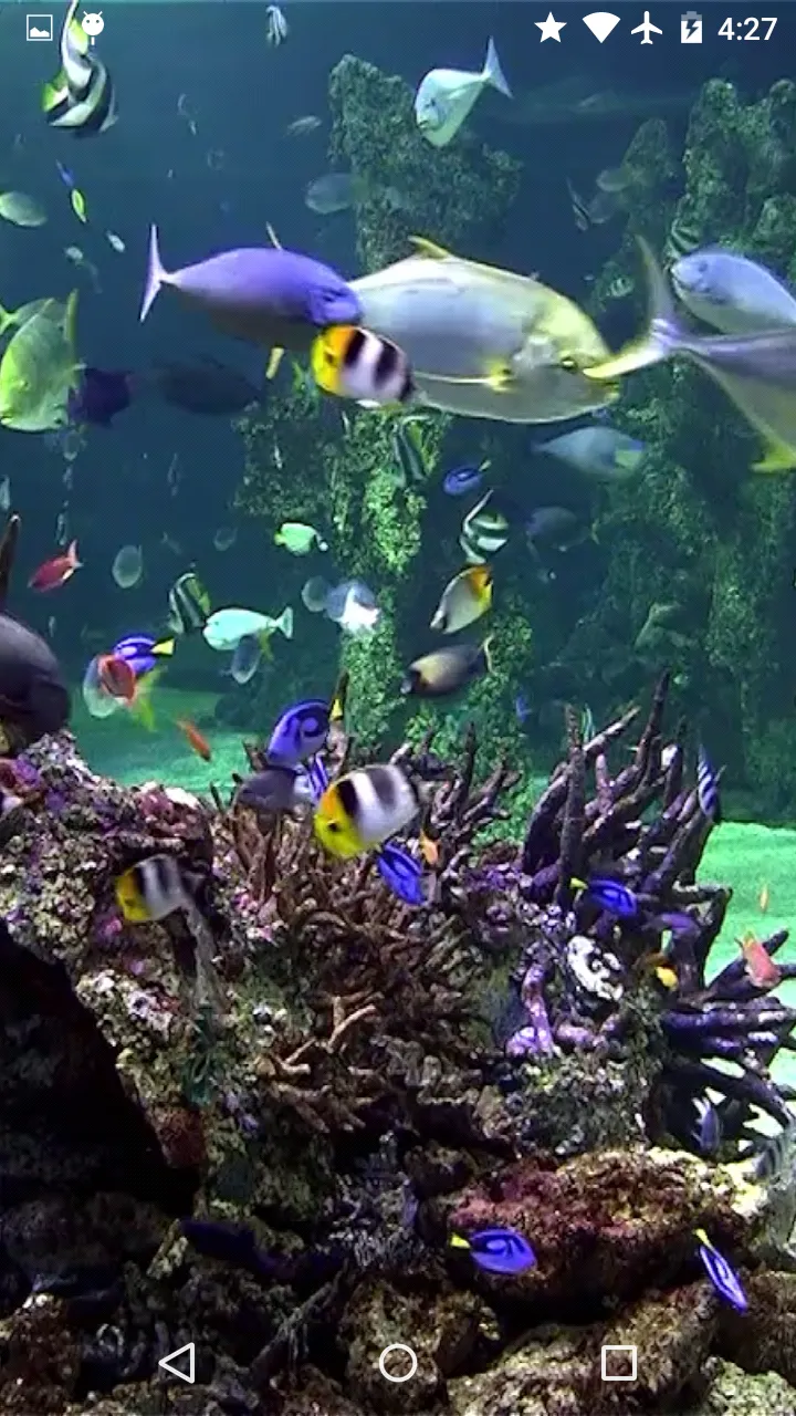 Video Wallpaper: Aquarium | Indus Appstore | Screenshot