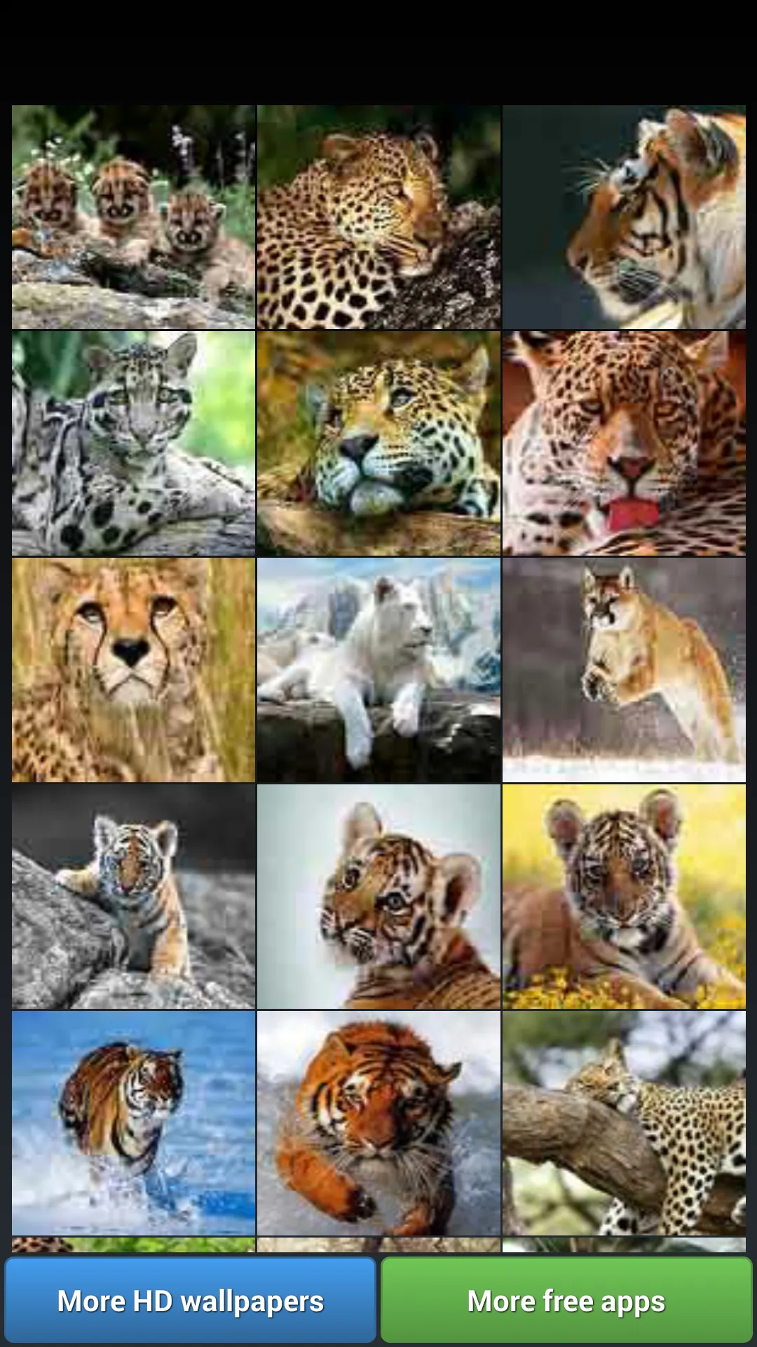 Big Cats HD Wallpapers | Indus Appstore | Screenshot