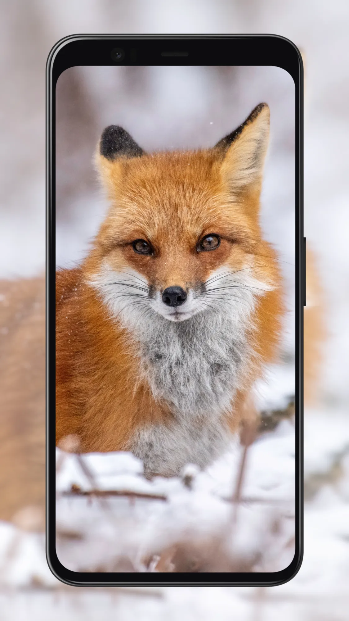 Fox Wallpapers | Indus Appstore | Screenshot