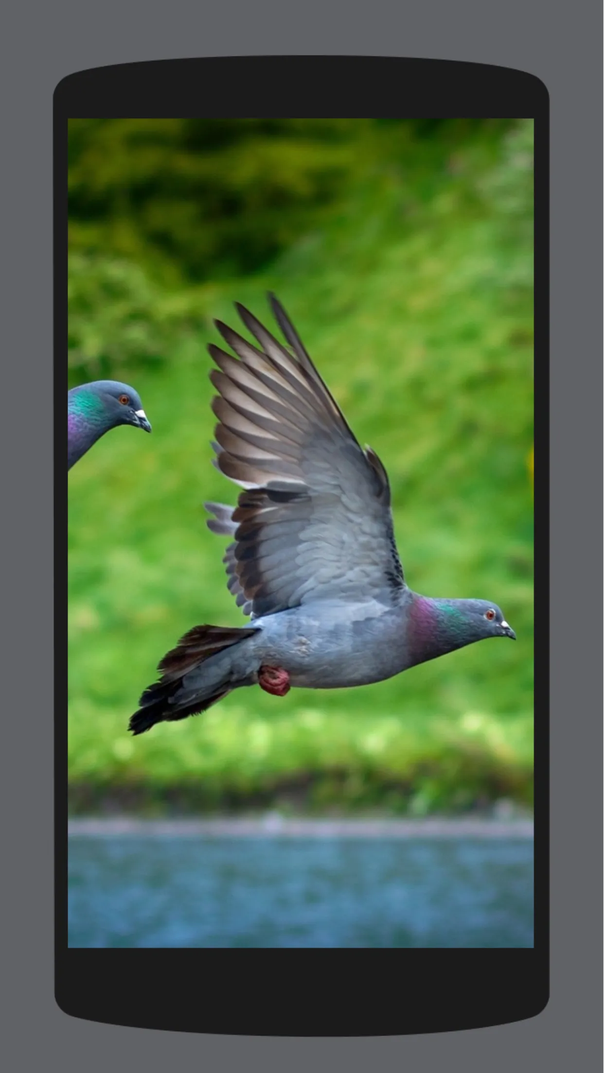 Pigeon Wallpaper HD 4K | Indus Appstore | Screenshot