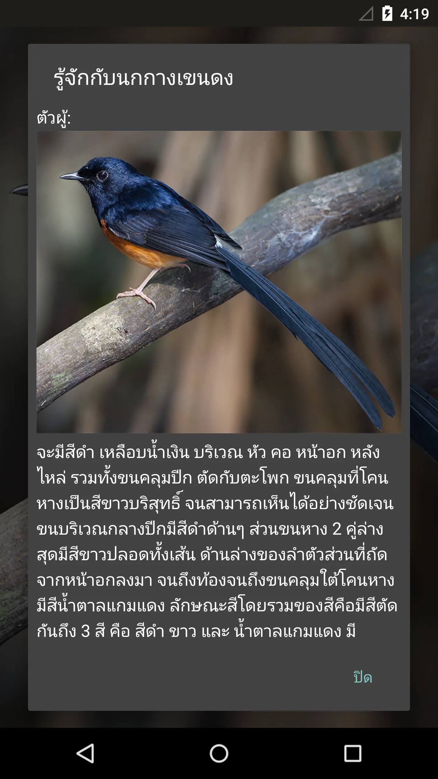 White-rumped shama | Indus Appstore | Screenshot