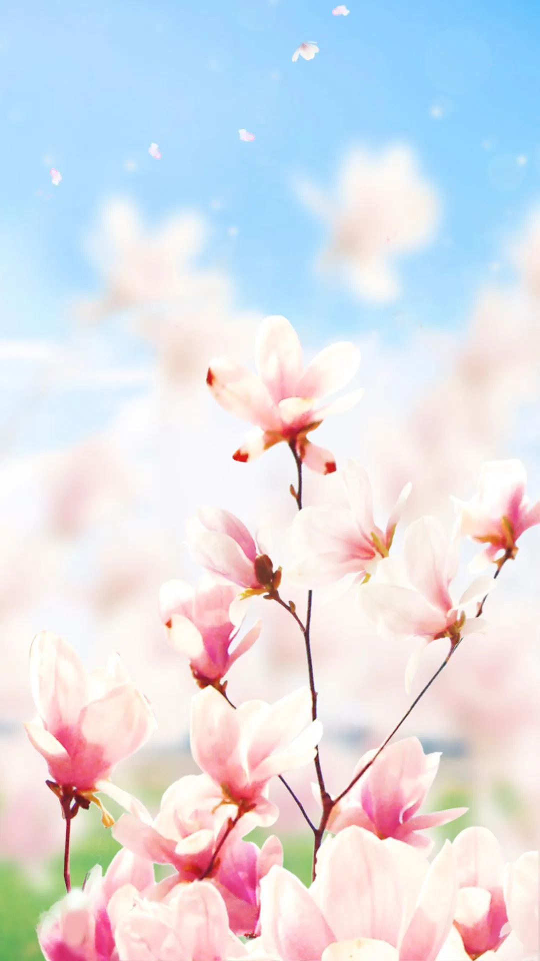 Magnolia Flower Live Wallpaper | Indus Appstore | Screenshot