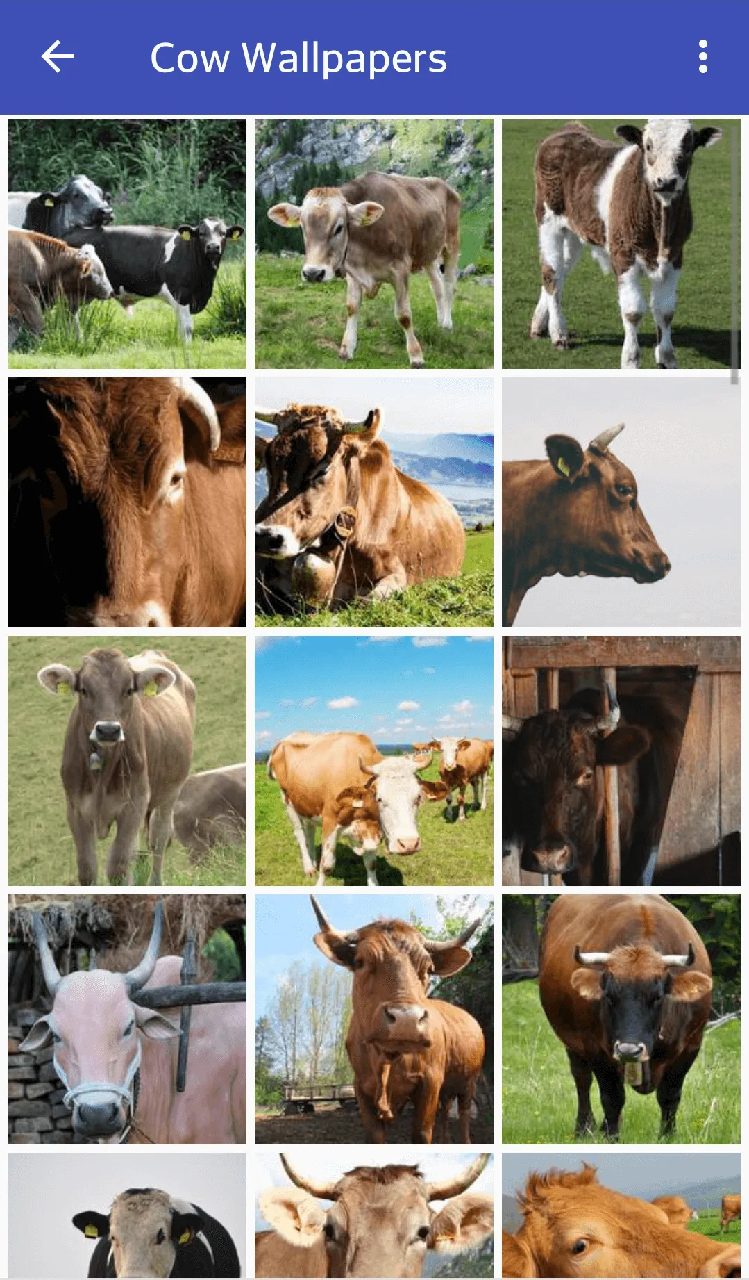 cow wallpaper | Indus Appstore | Screenshot