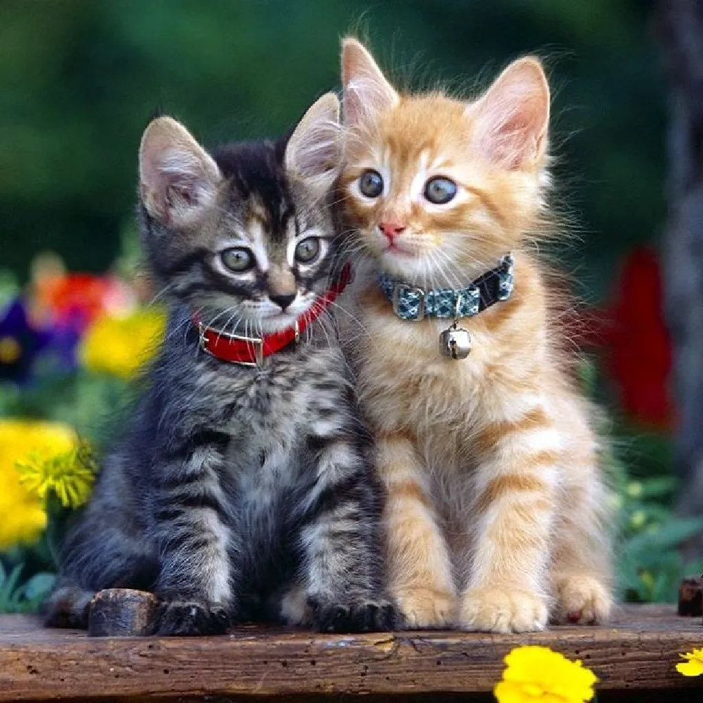 Kittens Cute Cat Jigsaw Puzzle | Indus Appstore | Screenshot