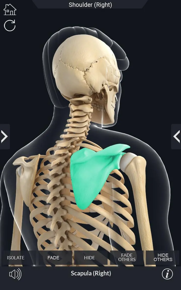 My Skeleton Anatomy | Indus Appstore | Screenshot