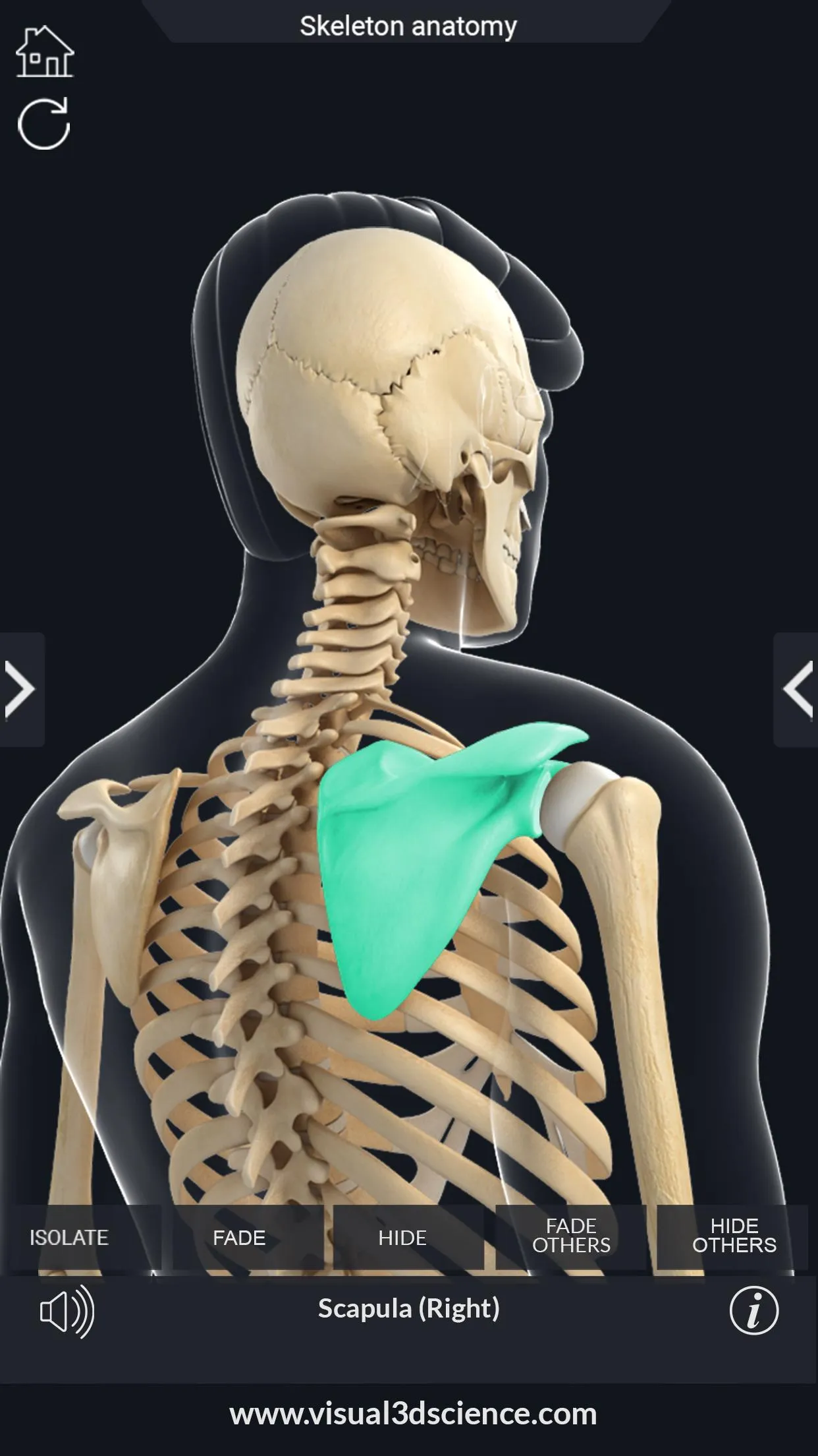 Skeleton Anatomy Pro. | Indus Appstore | Screenshot