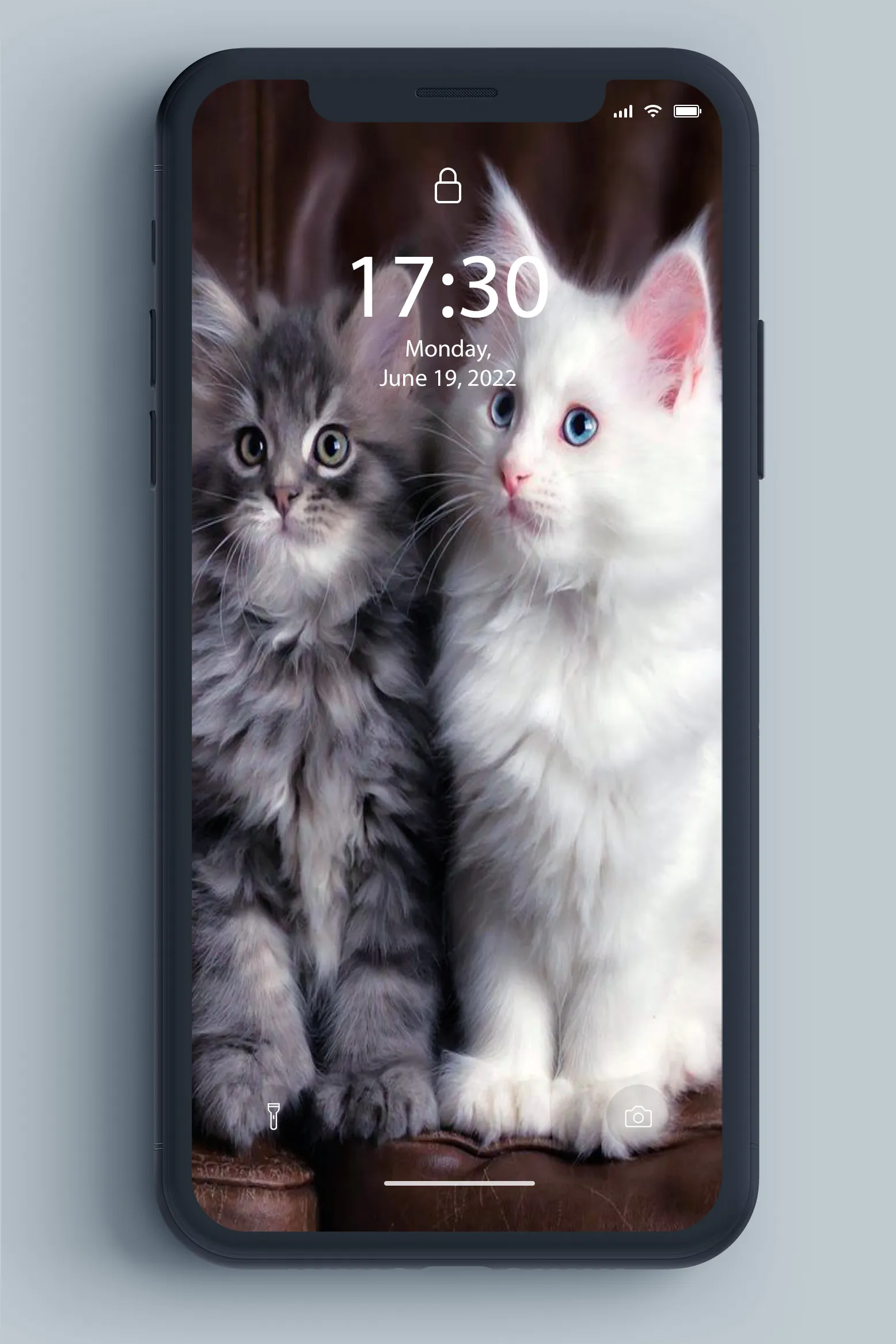 Kitten Wallpaper | Indus Appstore | Screenshot