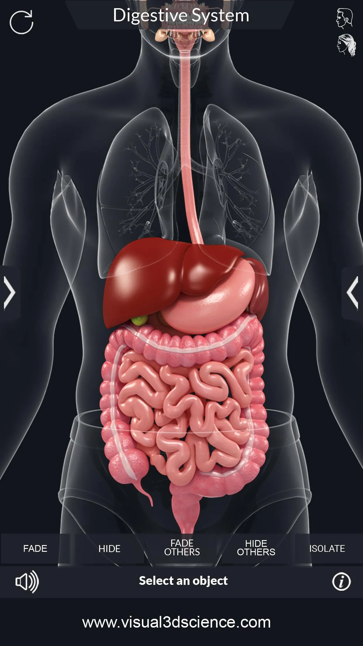 Digestive System | Indus Appstore | Screenshot