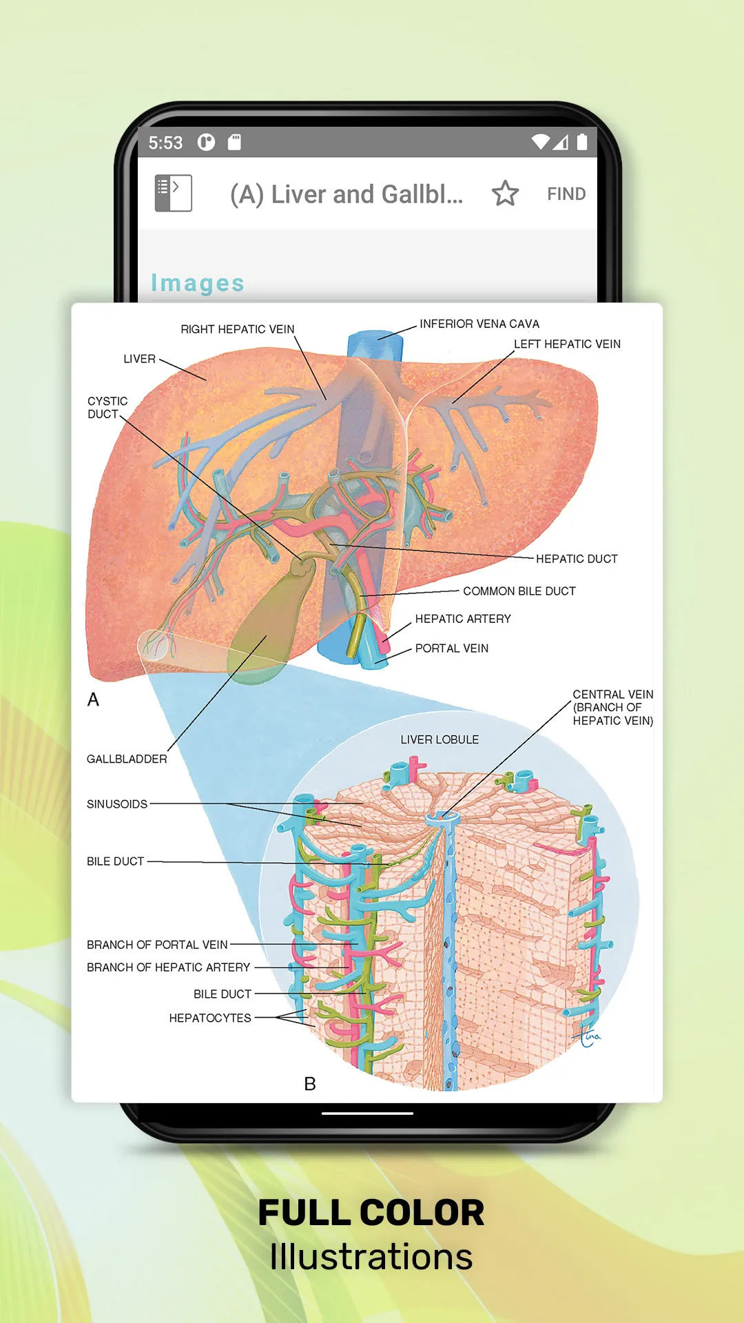 Taber's Medical Dictionary | Indus Appstore | Screenshot