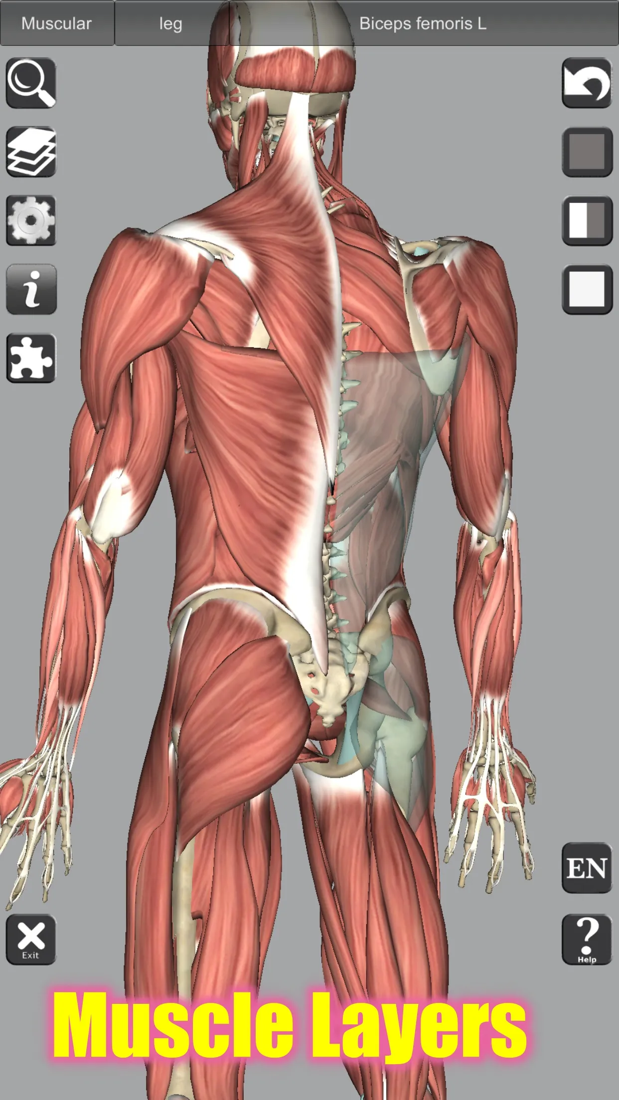 3D Bones and Organs (Anatomy) | Indus Appstore | Screenshot